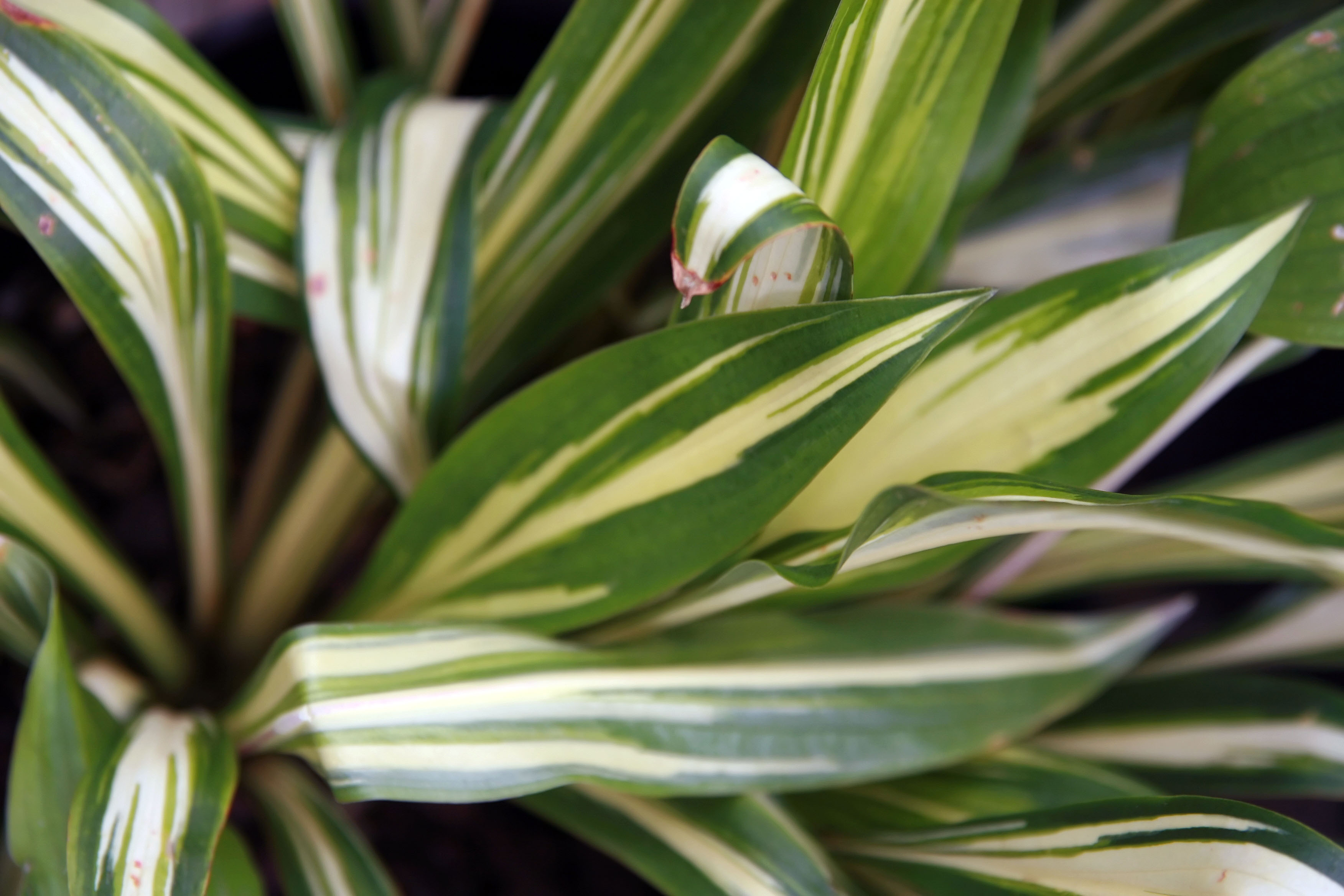 Hosta 'Cherry Berry'