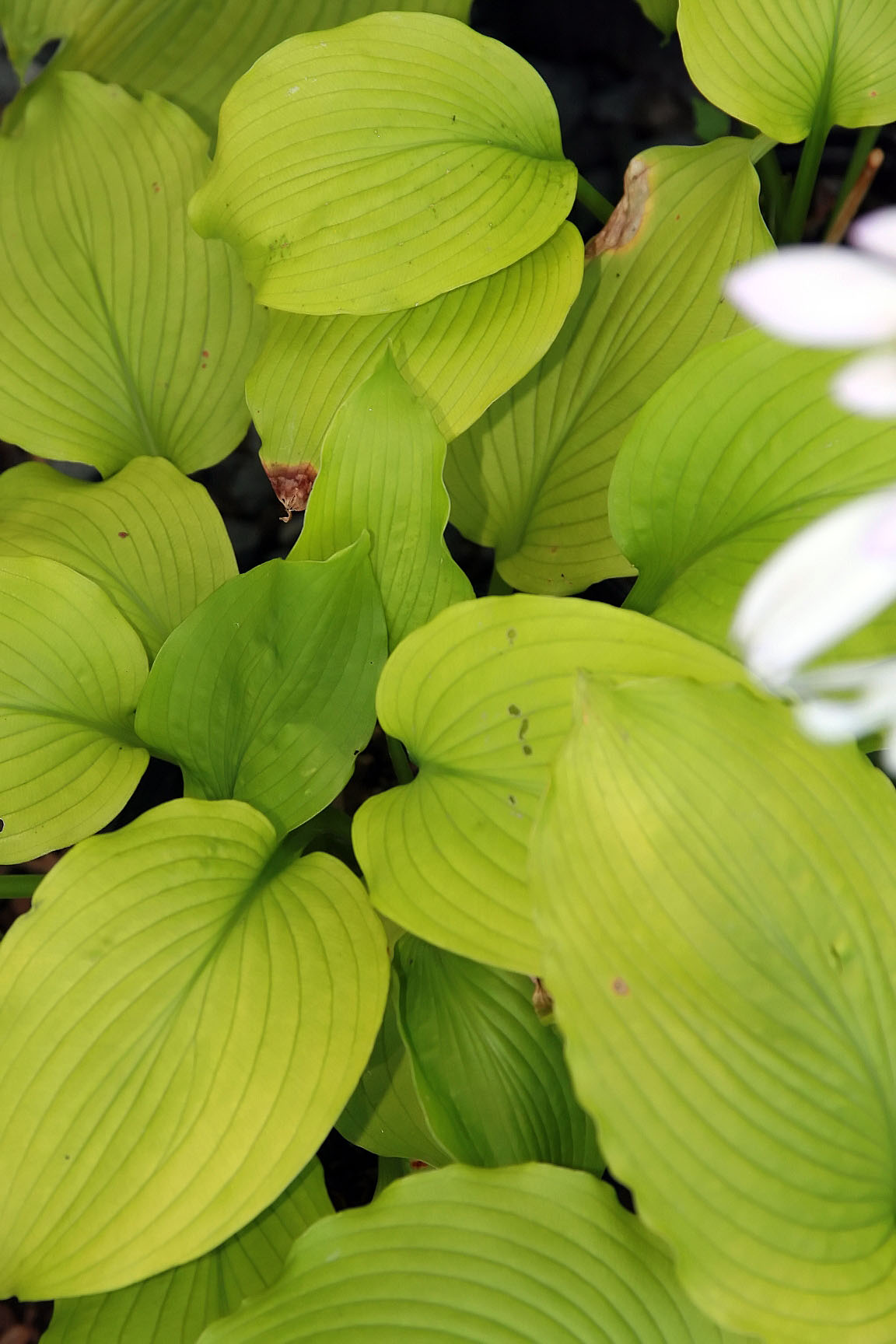 Hosta 'Choo Choo Train'