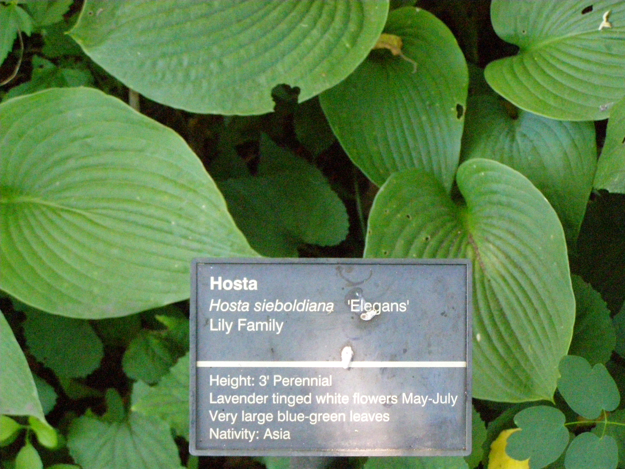 Hosta 'Chris'
