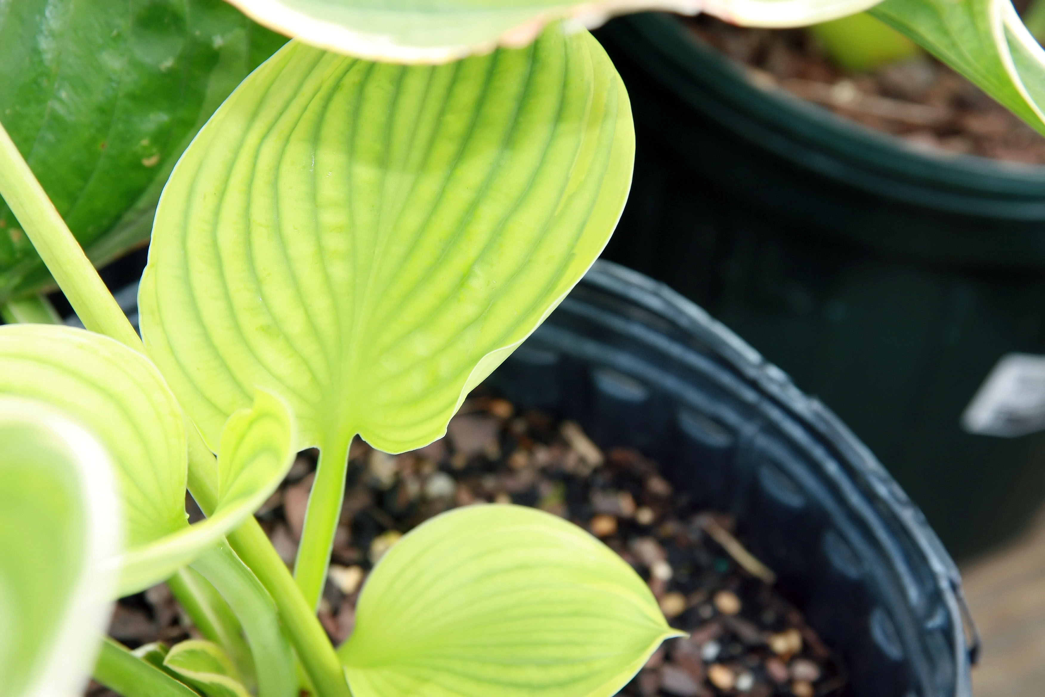 Hosta 'Christmas Tree'