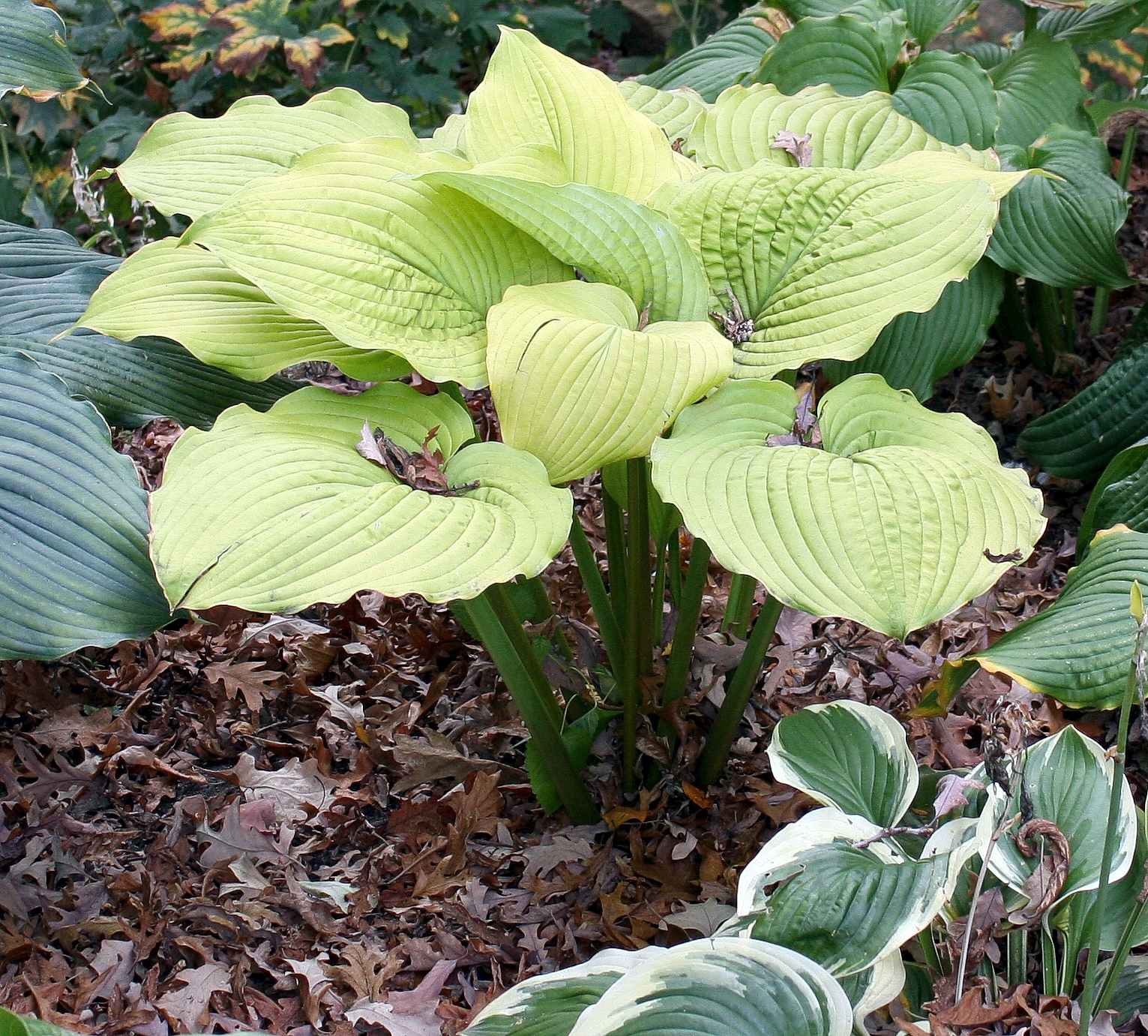 Hosta 'Coast to Coast'