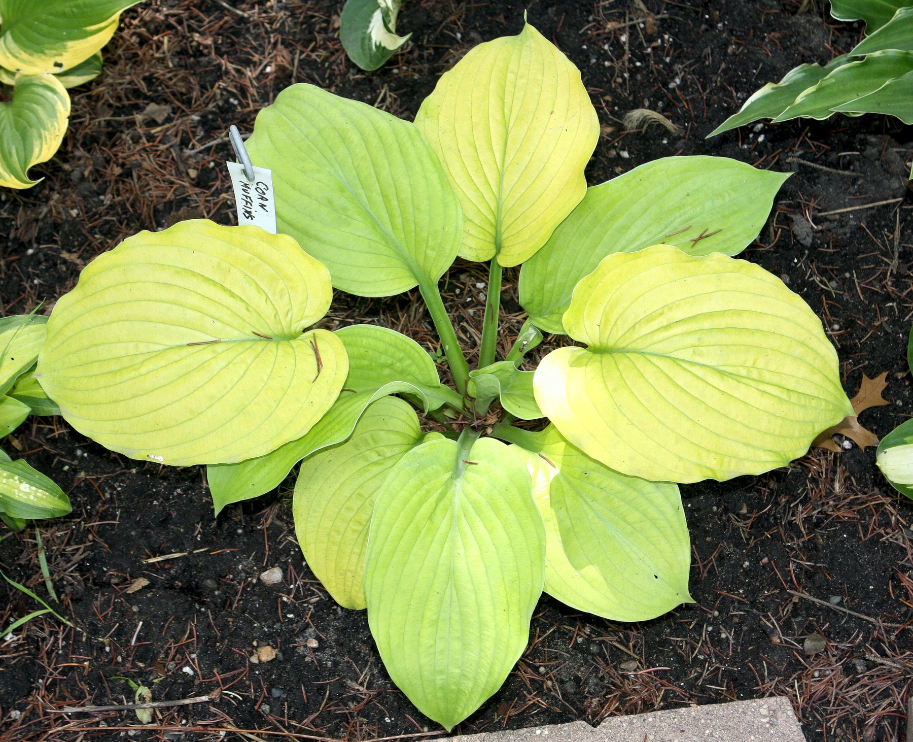 Hosta 'Corn Muffins'