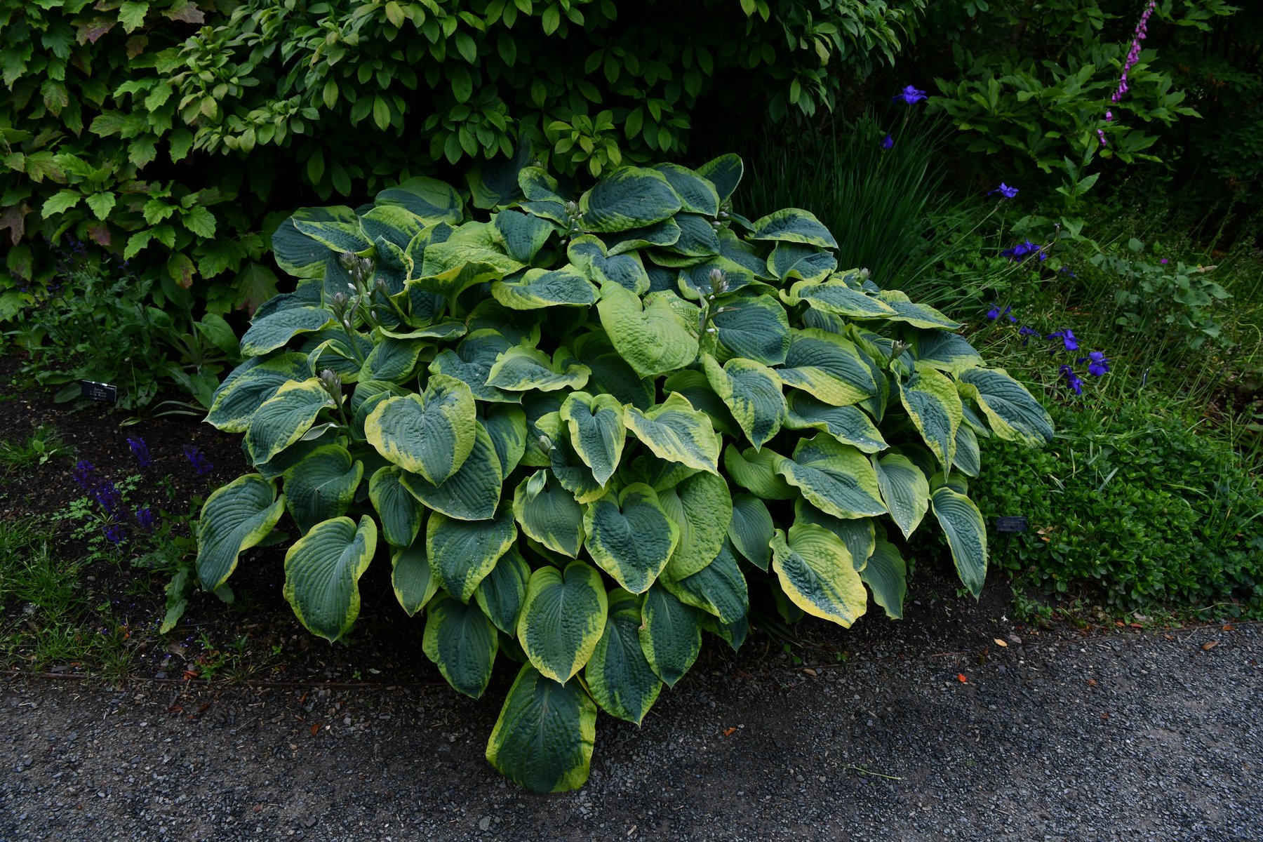 Hosta 'County Park'