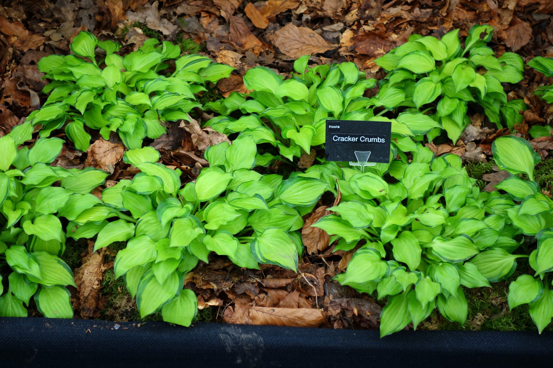 Hosta 'Cracker Crumbs'