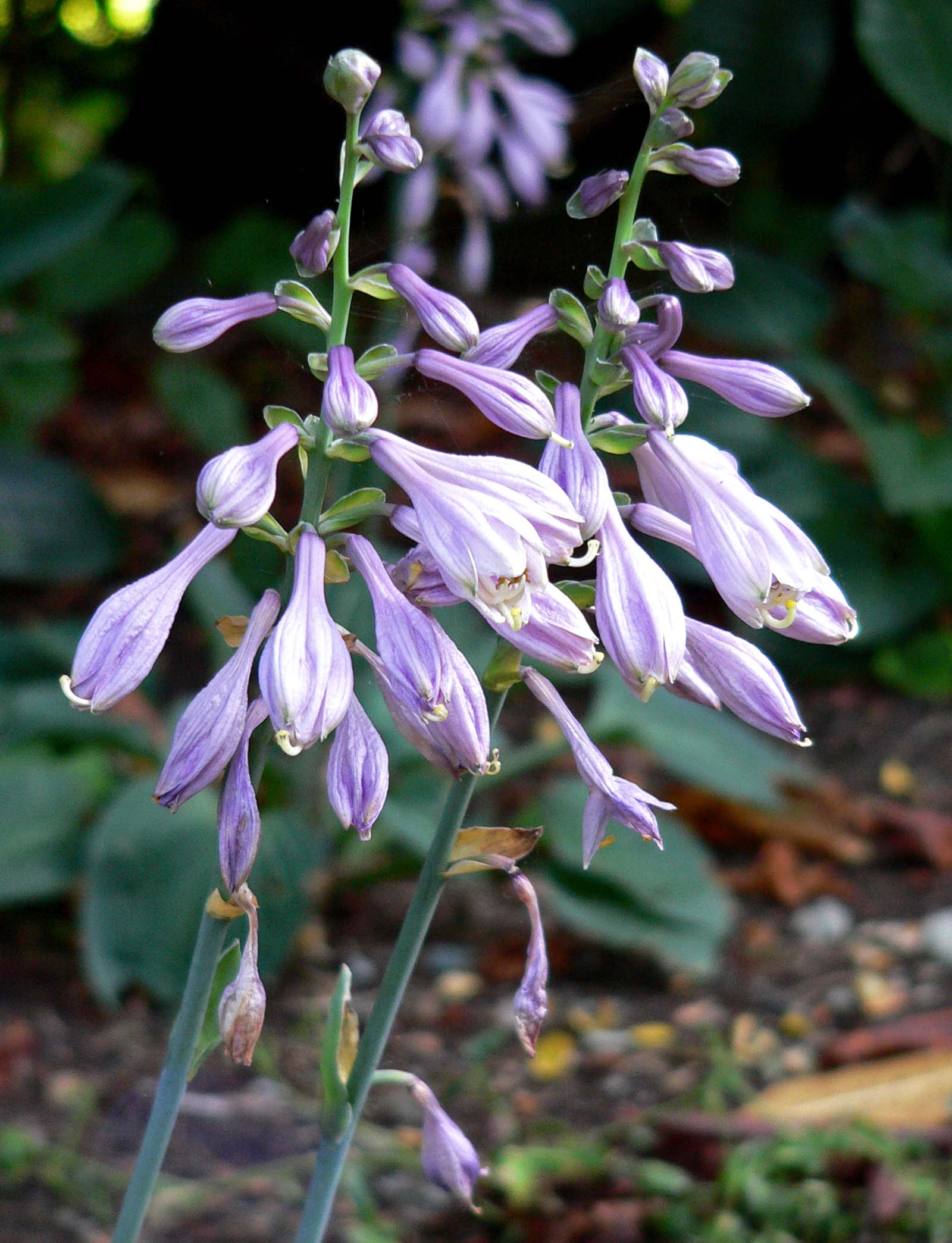 Hosta 'Crinkles'