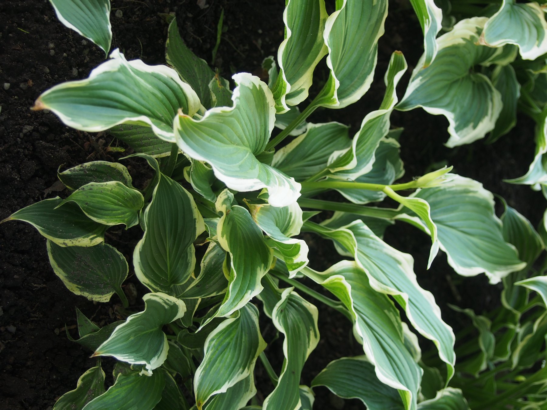 Hosta 'Crispula'