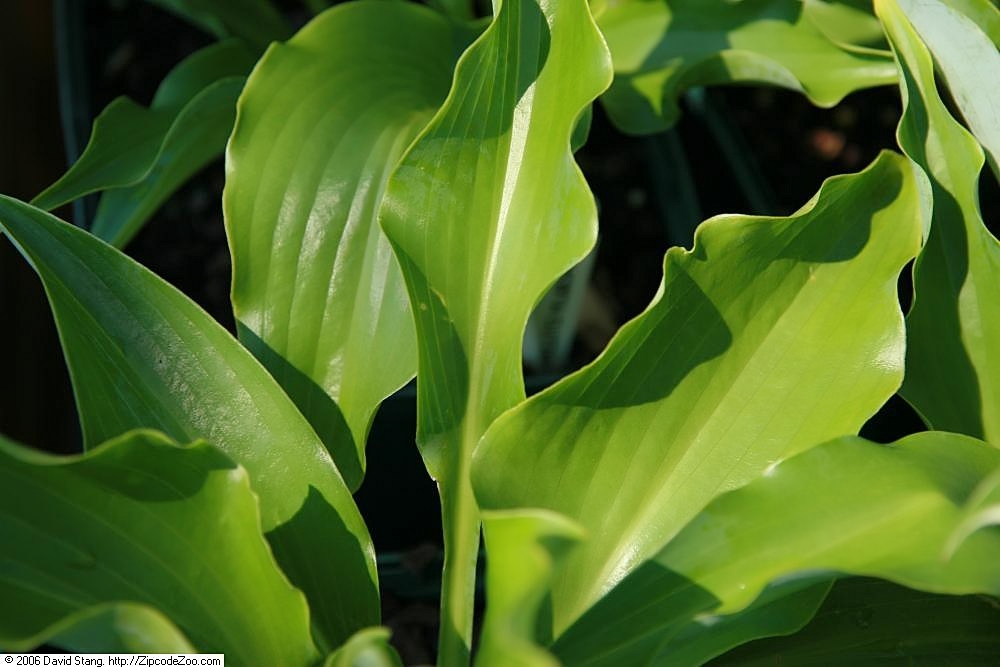 Hosta 'Cutting Edge'