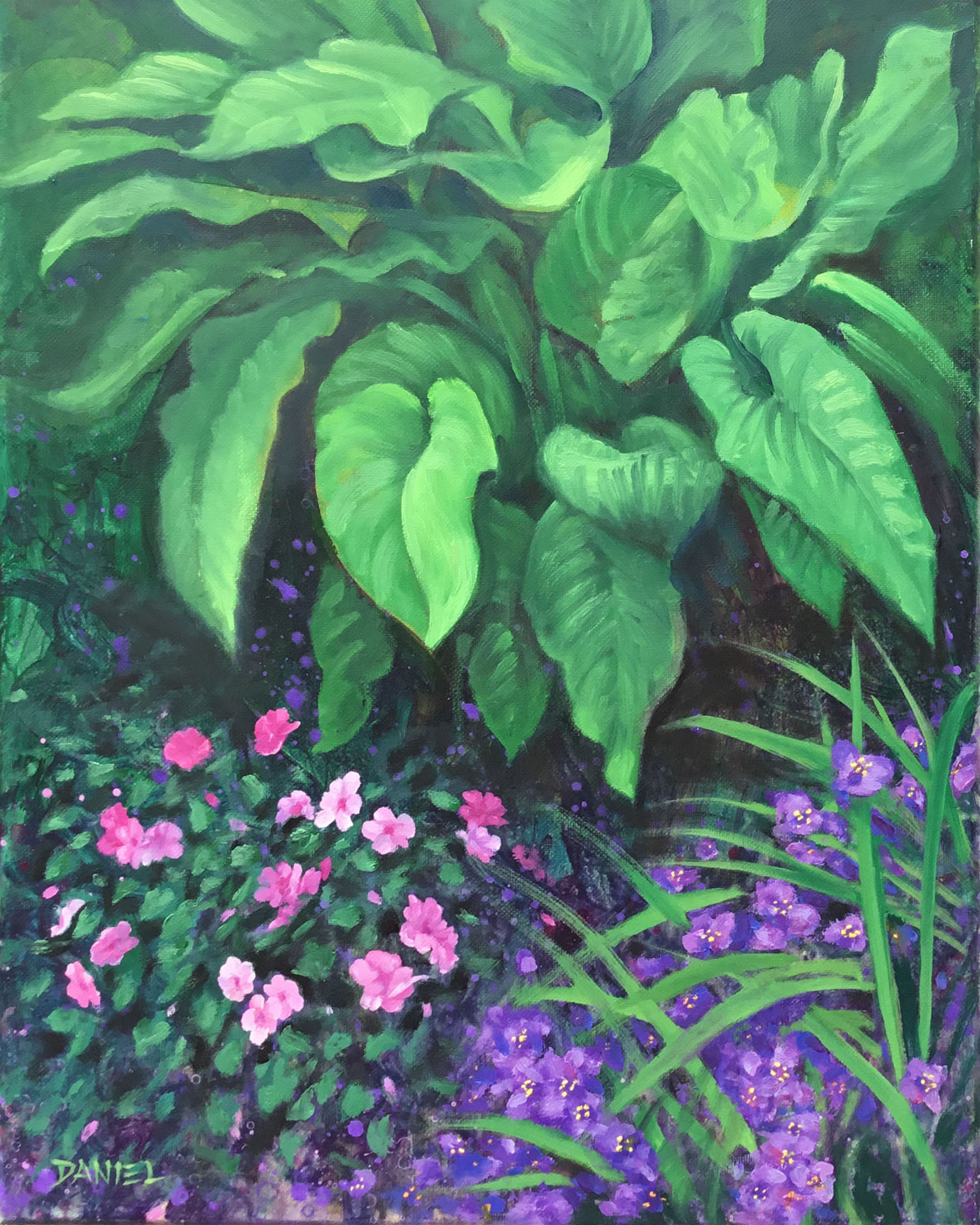 Photograph of Hosta 'Daniel'
