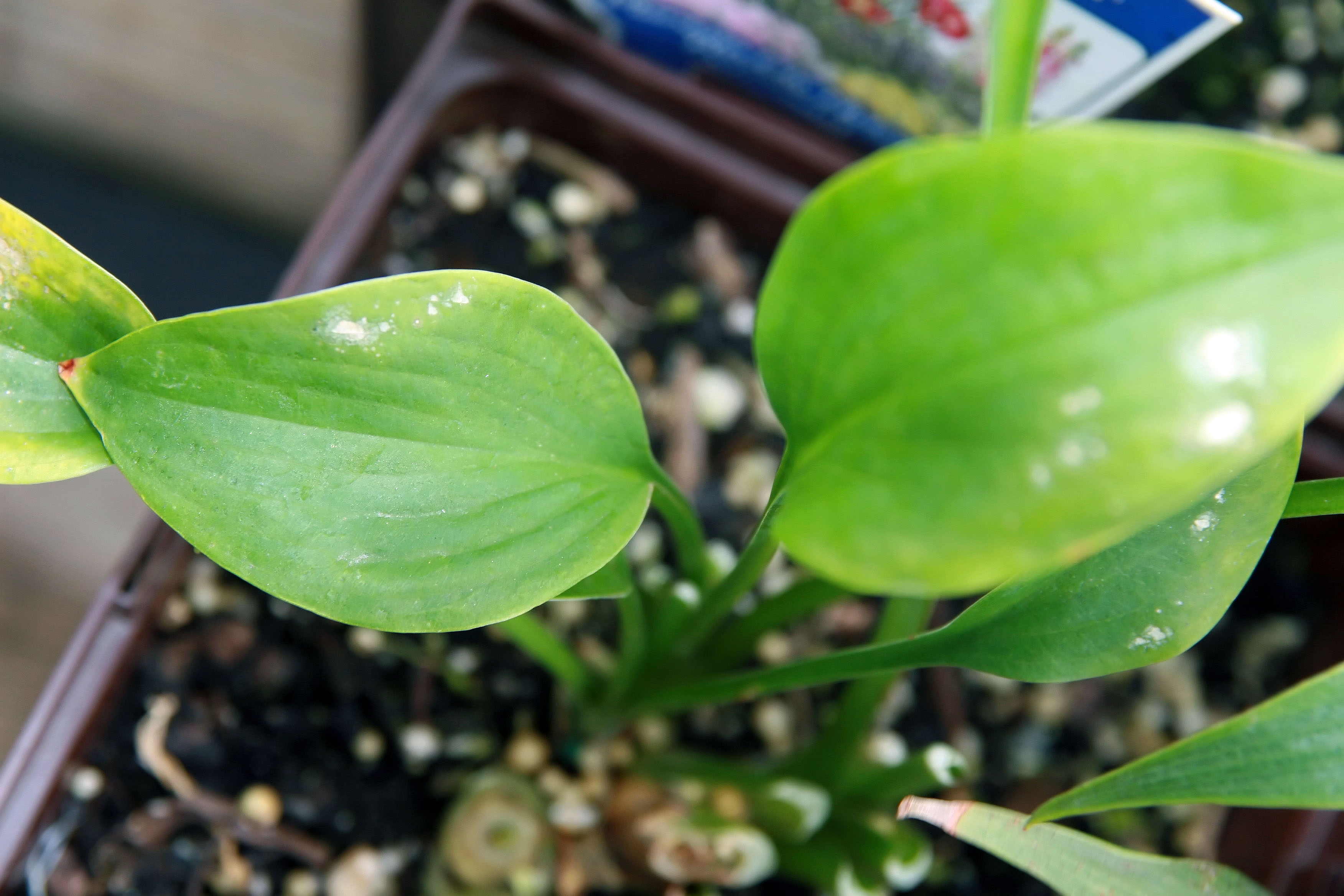 Hosta 'DuPage Delight'