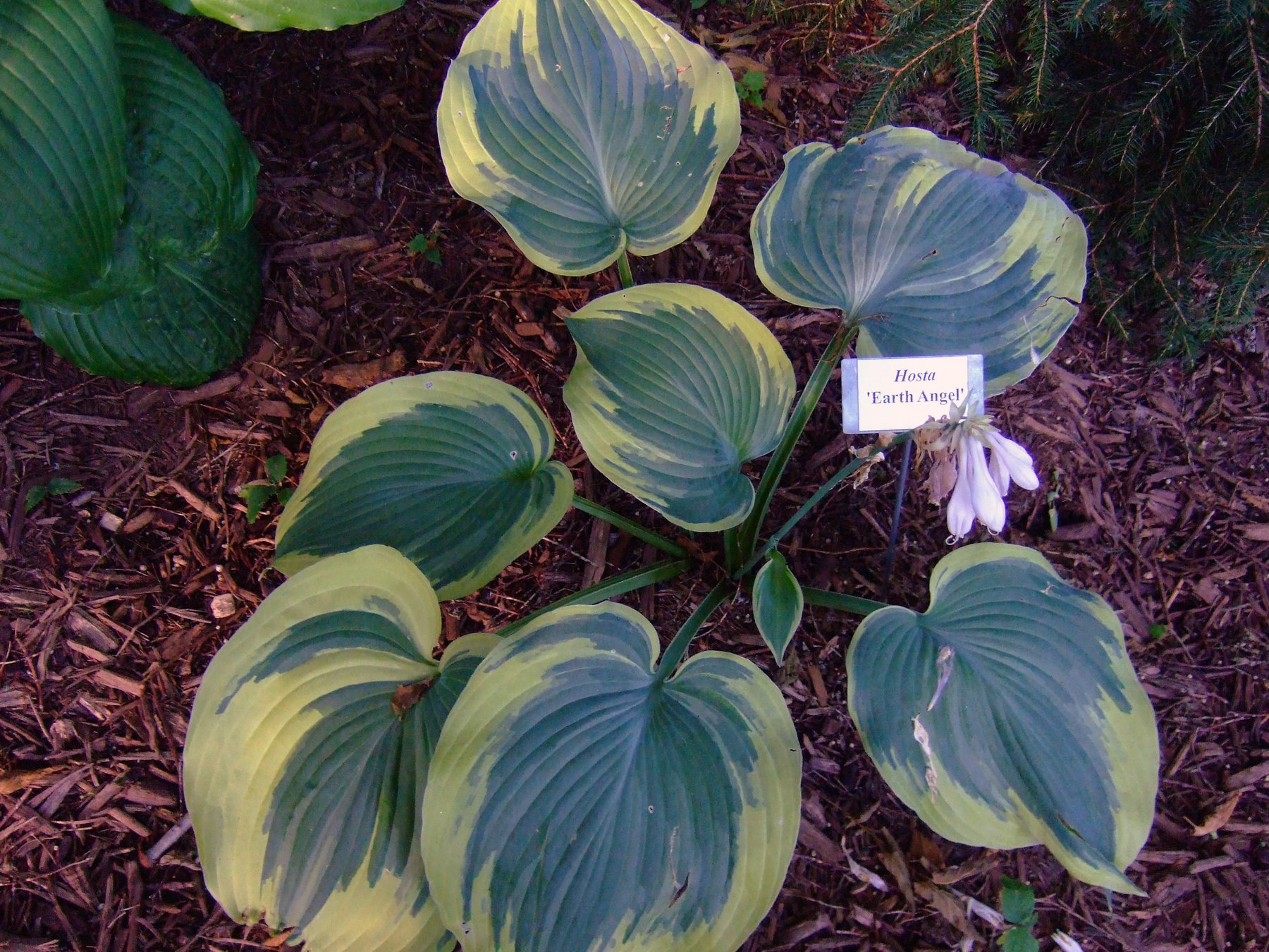 Hosta 'Earth Angel'