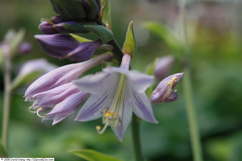 Hosta 'Elvis Lives'