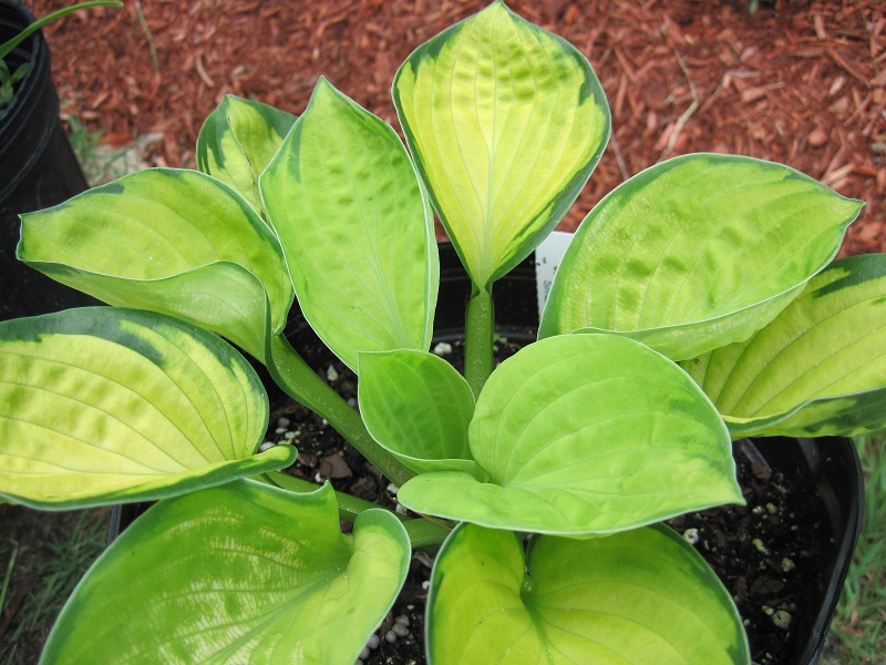 Hosta 'English Sunrise'