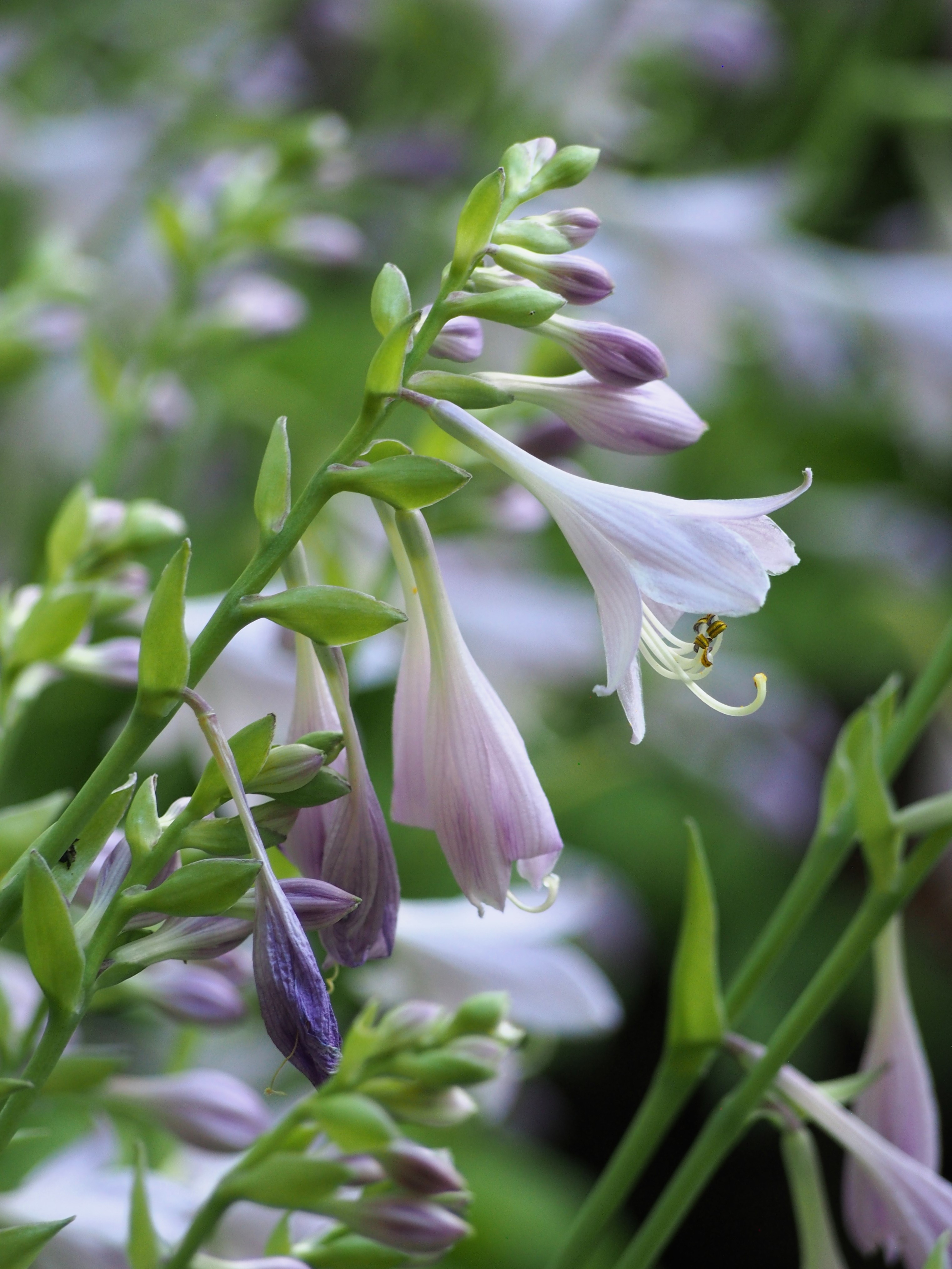 Hosta 'Eric Smith'