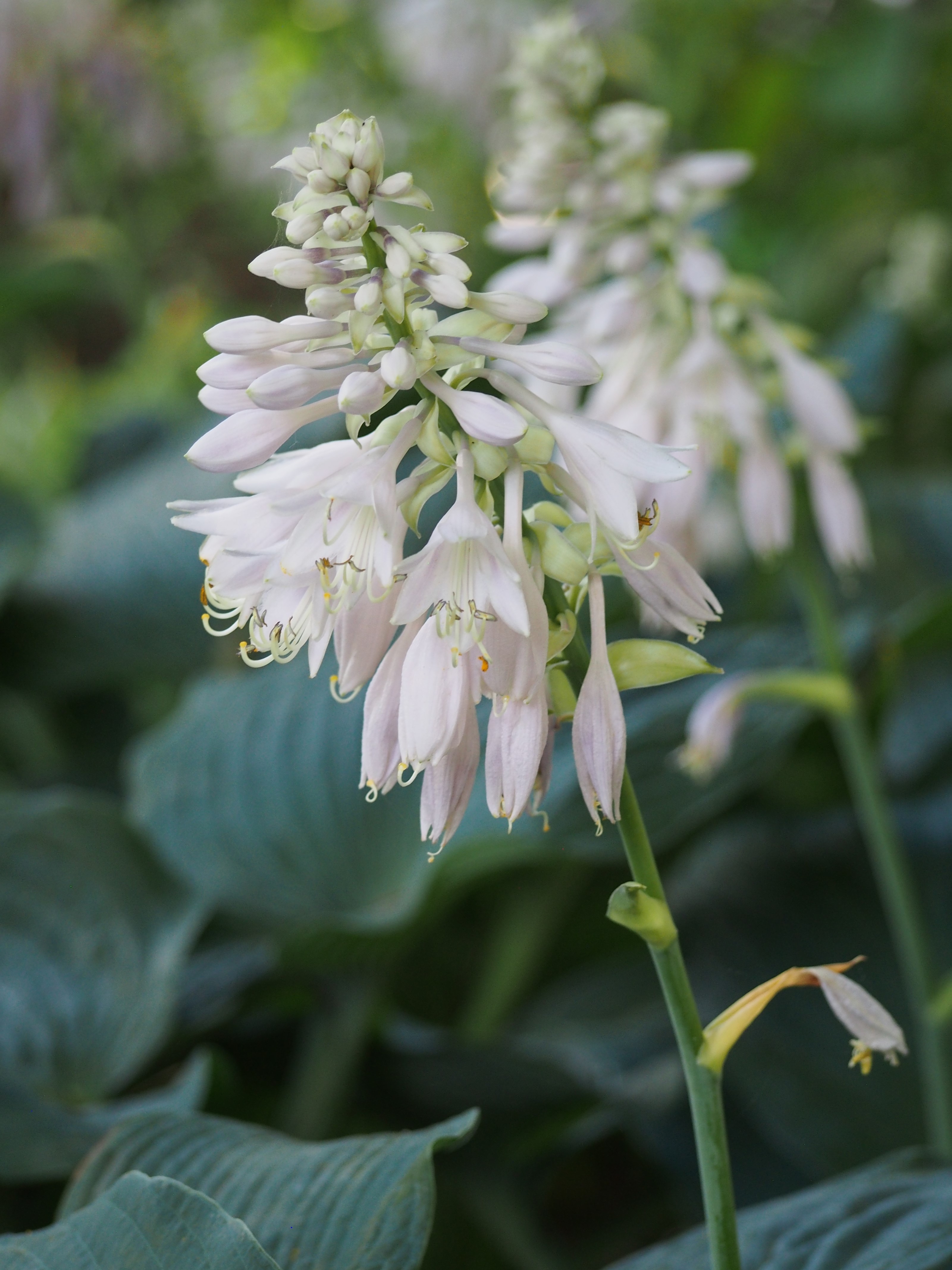 Hosta 'Eunice Fisher'