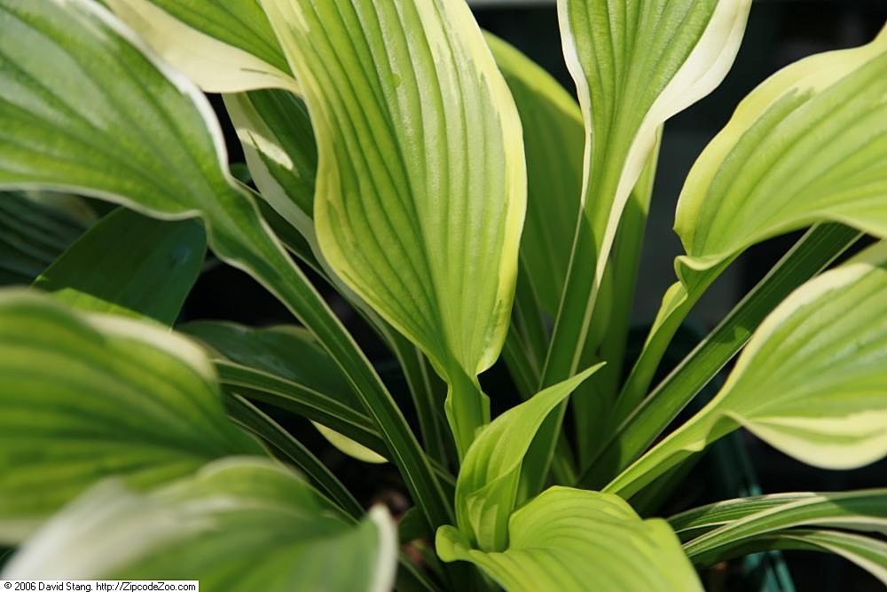 Hosta 'Fantabulous'