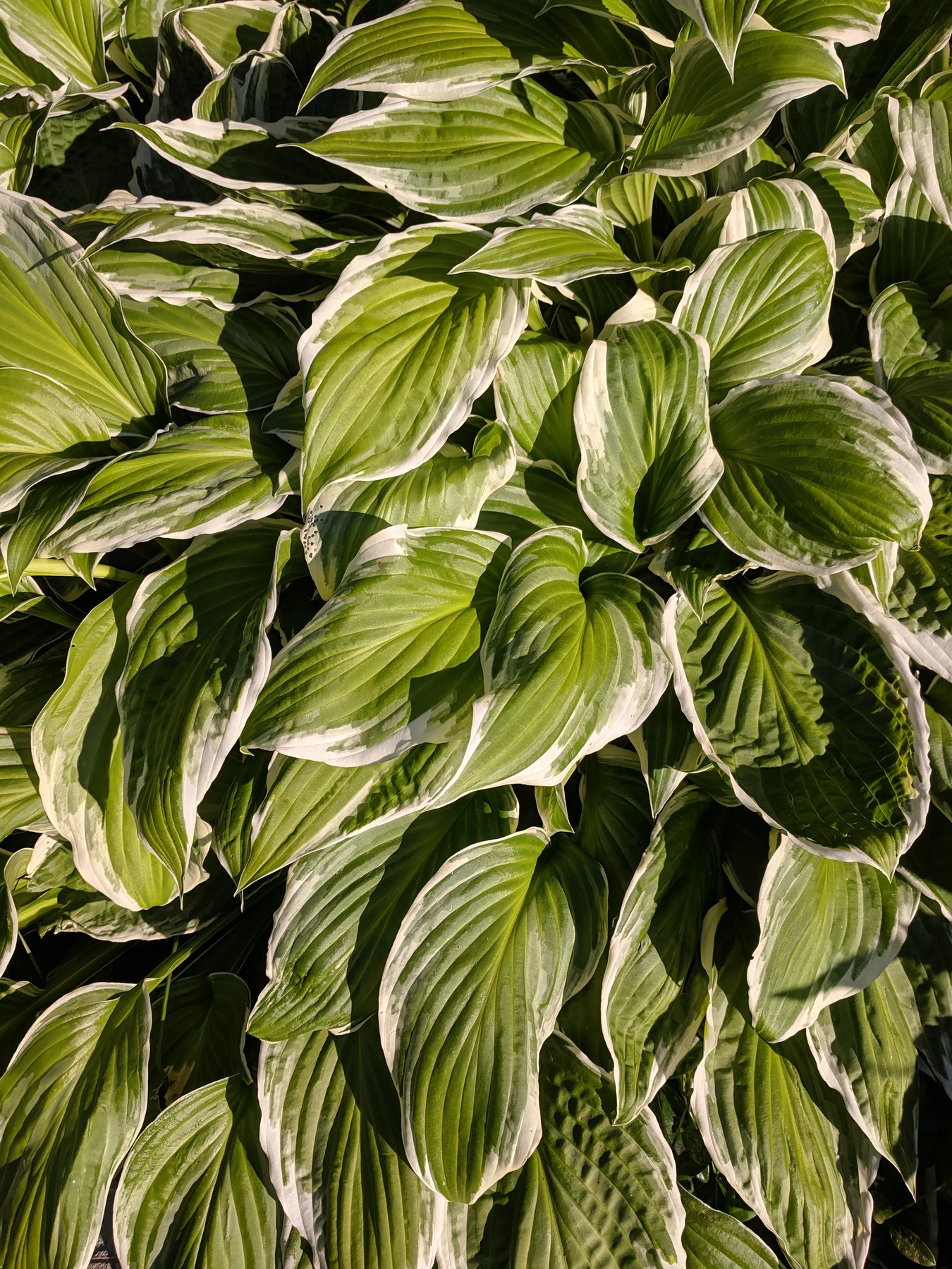 Photograph of Hosta 'Festival'