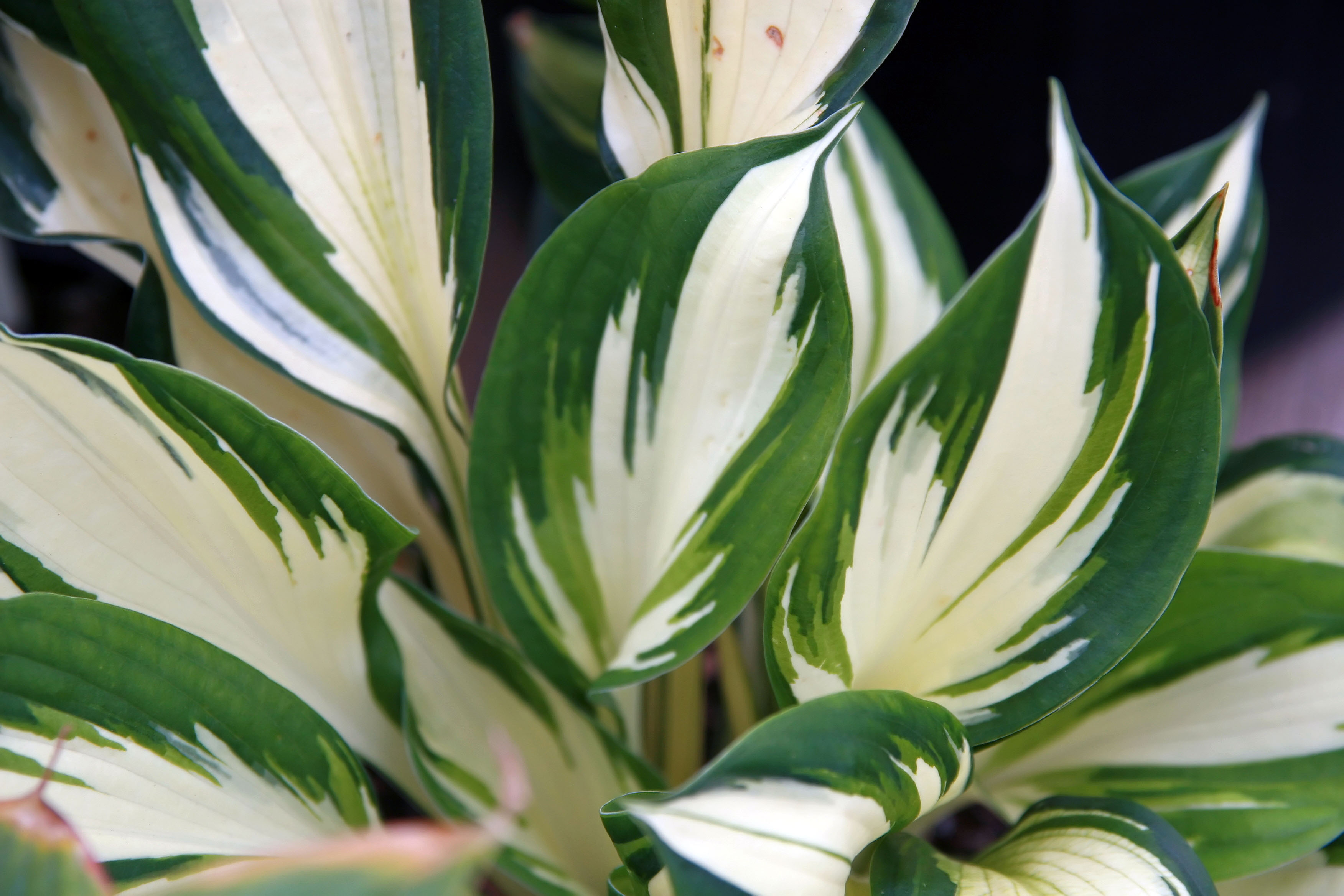 Photograph of Hosta 'Fire and Ice'