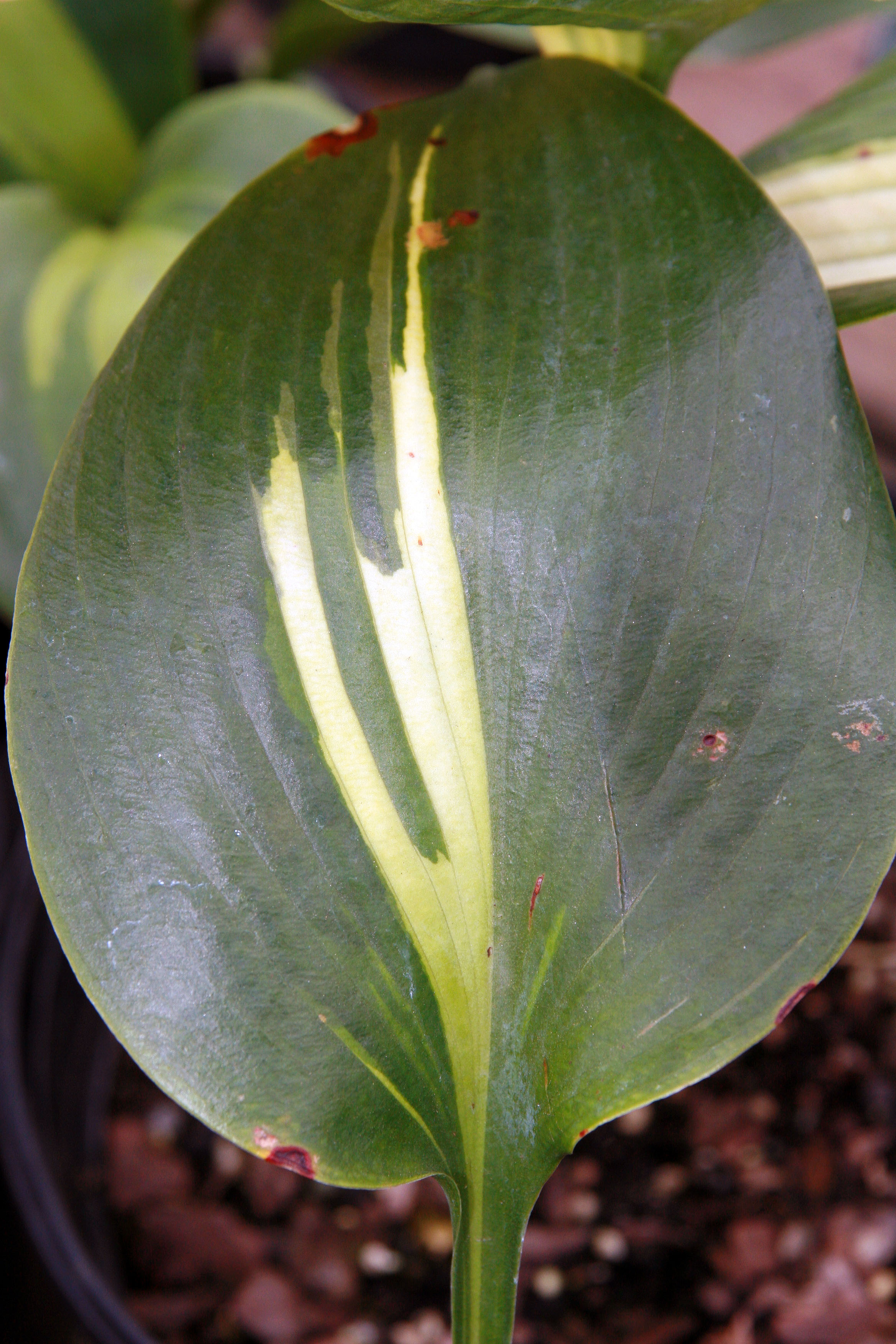 Hosta 'First Class'