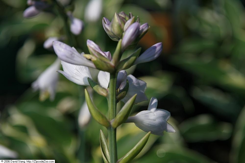 Photograph of Hosta 'First Frost'