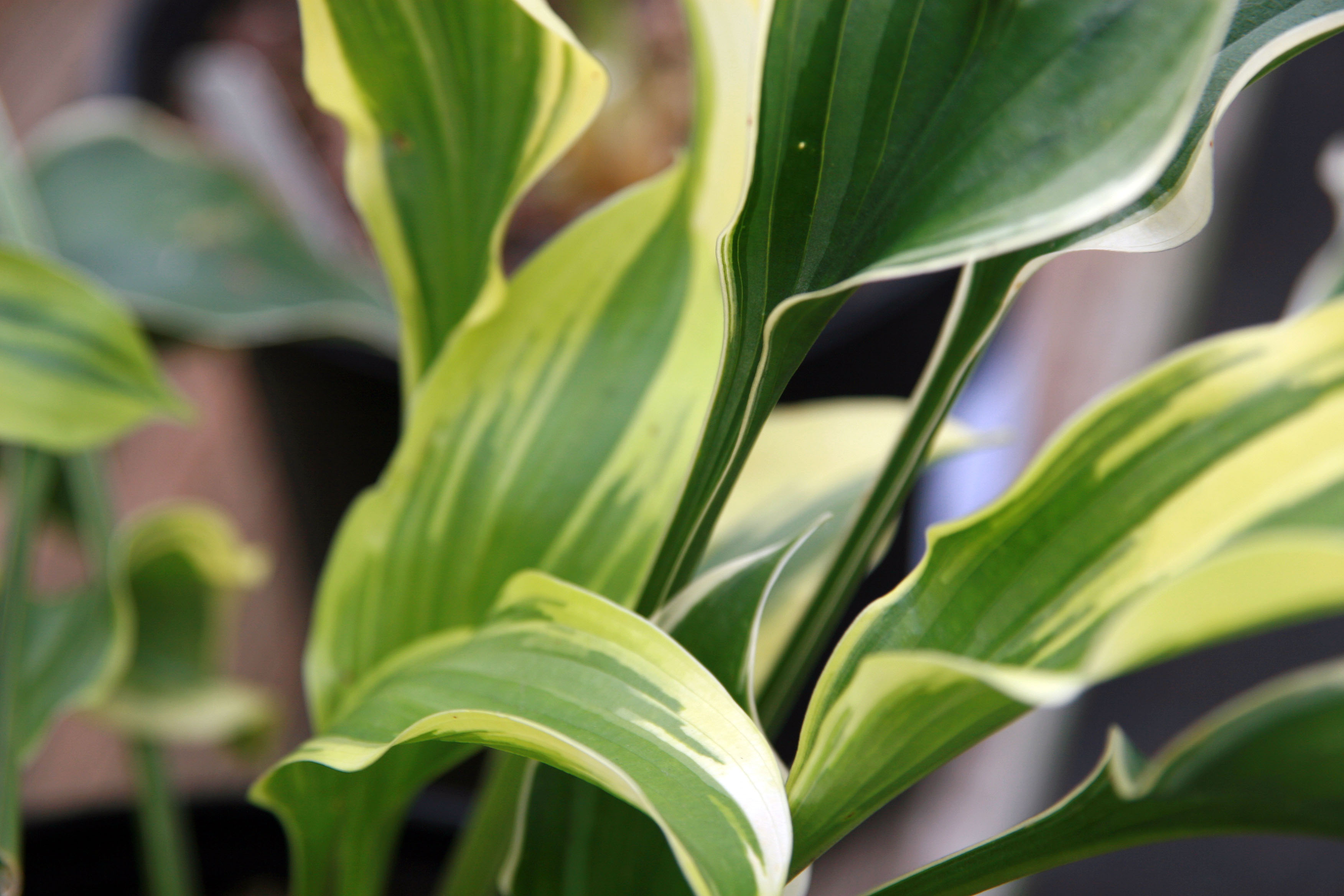 Hosta 'First Light'