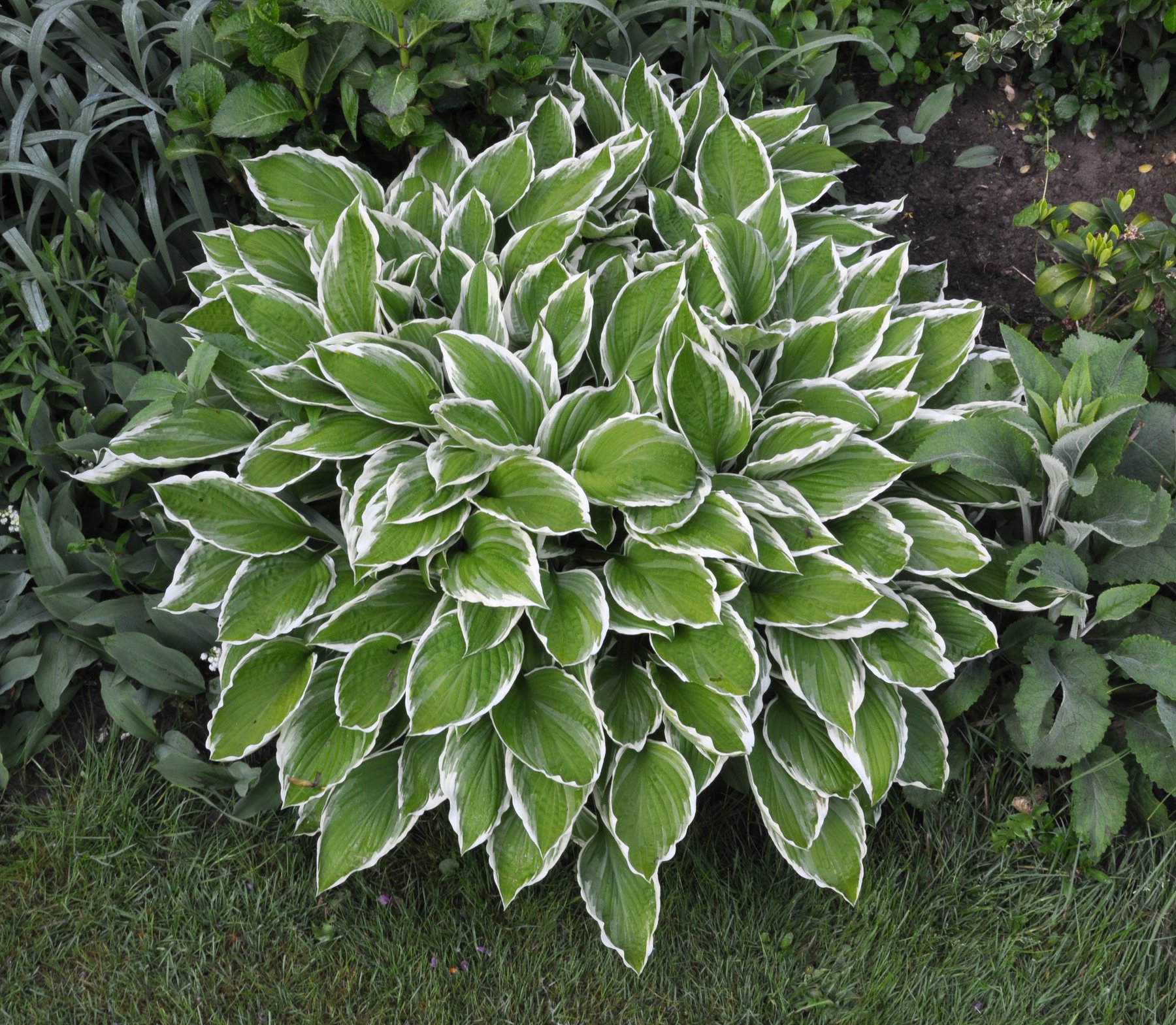 Hosta 'Fortunei Albomarginata'