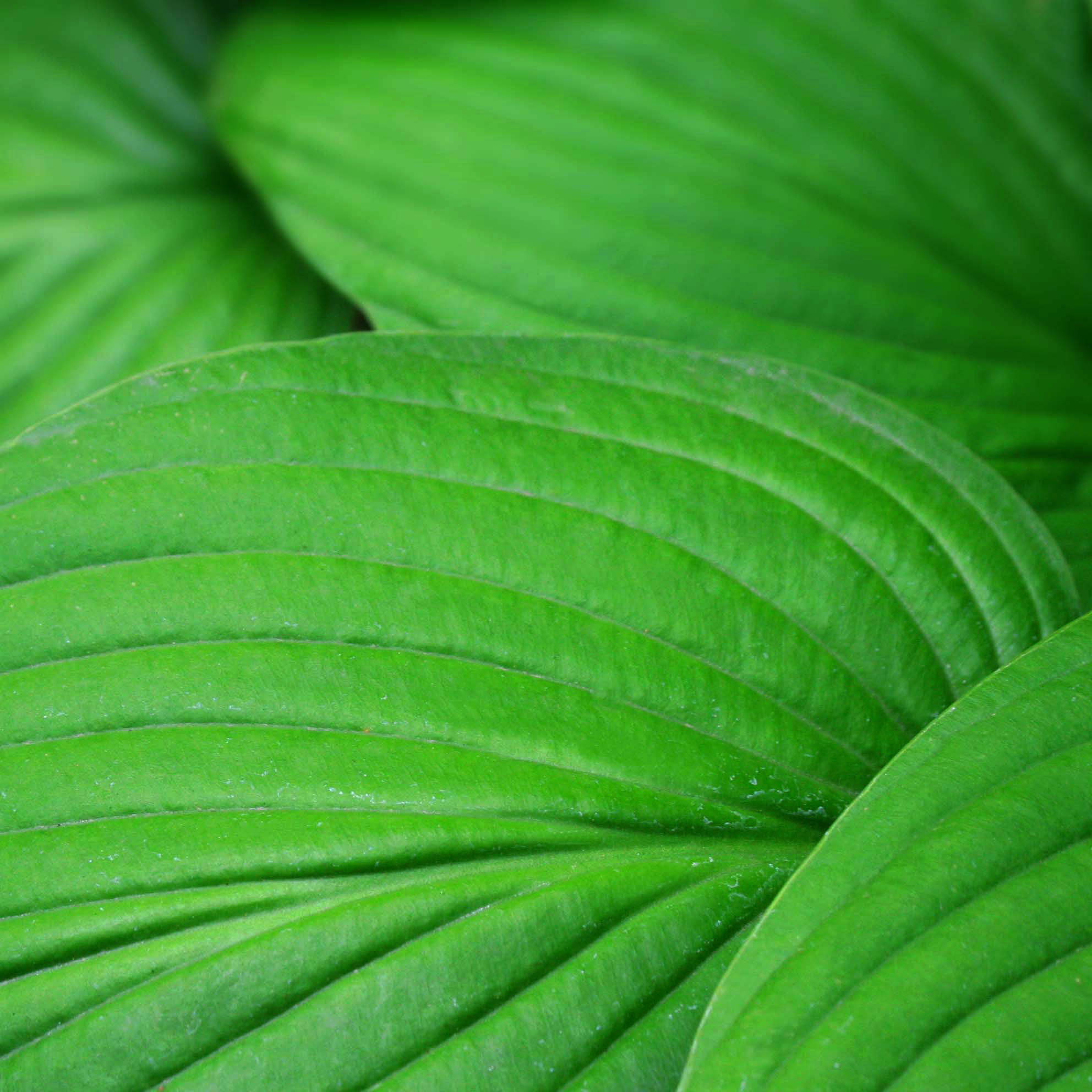 Hosta 'Fortunei Albopicta'