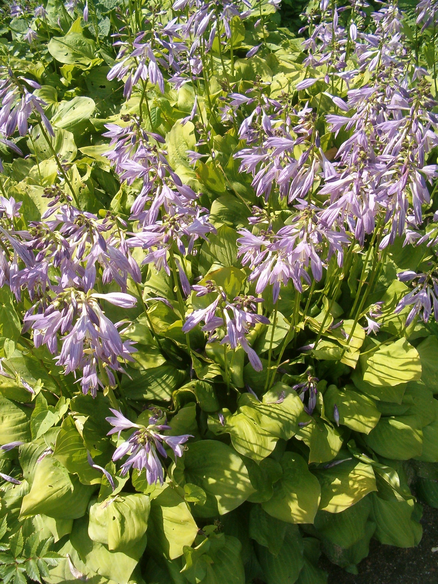 Hosta 'Fortunei Aurea'