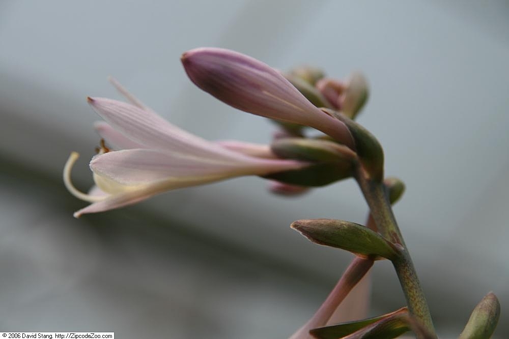 Hosta 'Fortunei Hyacinthina'