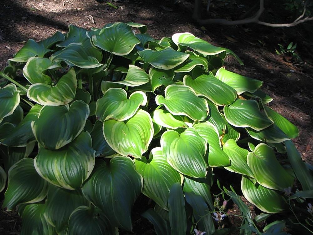 Hosta 'Fragrant Bouquet'