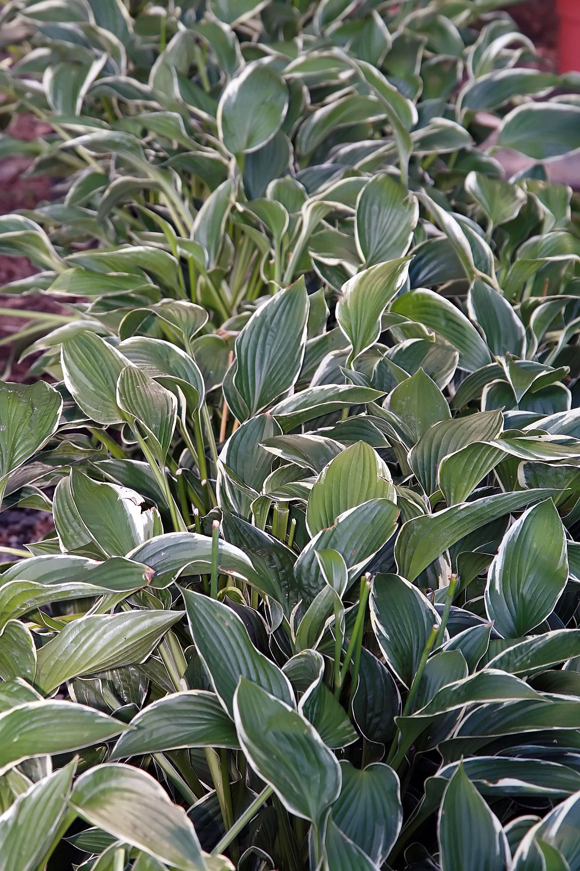 Photograph of Hosta 'Francee'