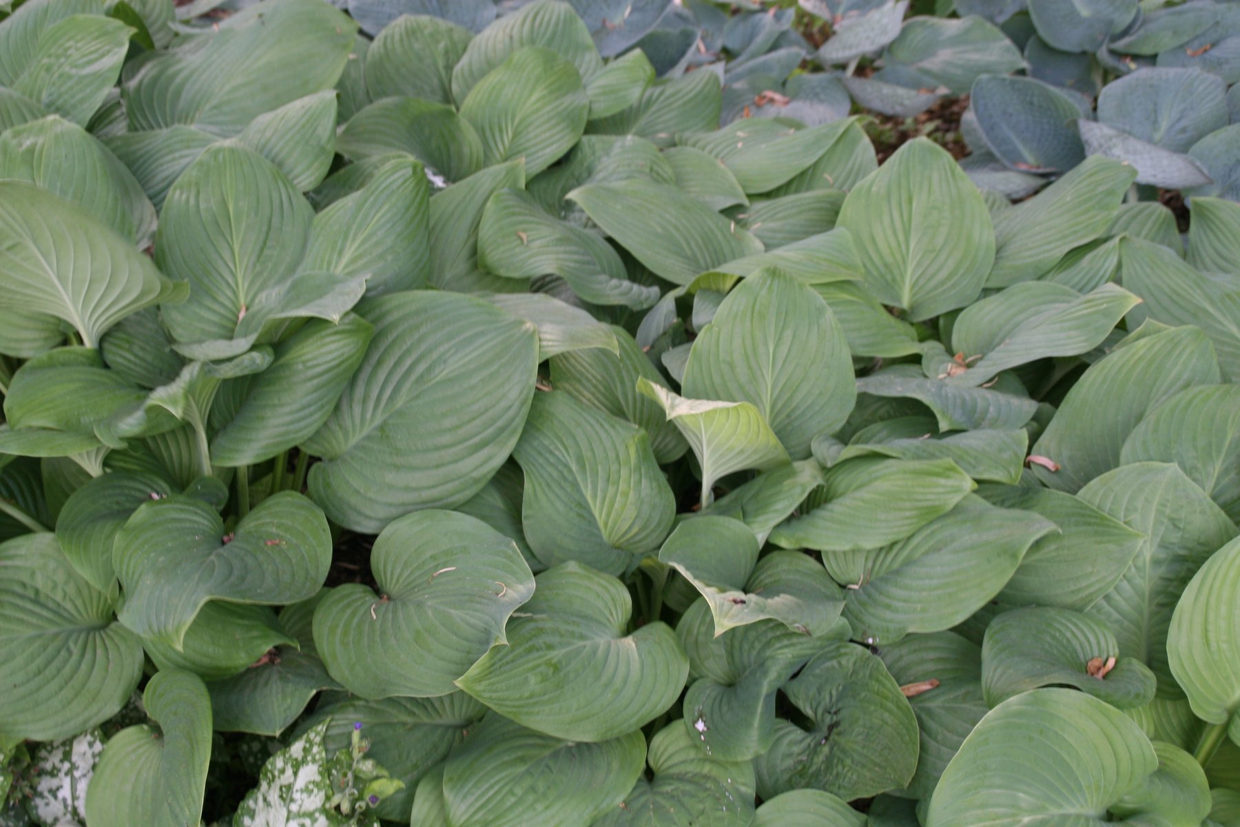 Hosta 'Fried Bananas'
