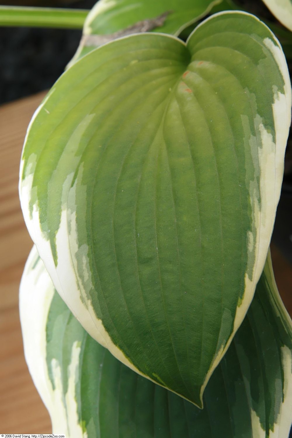 Hosta 'Fringe Benefit'