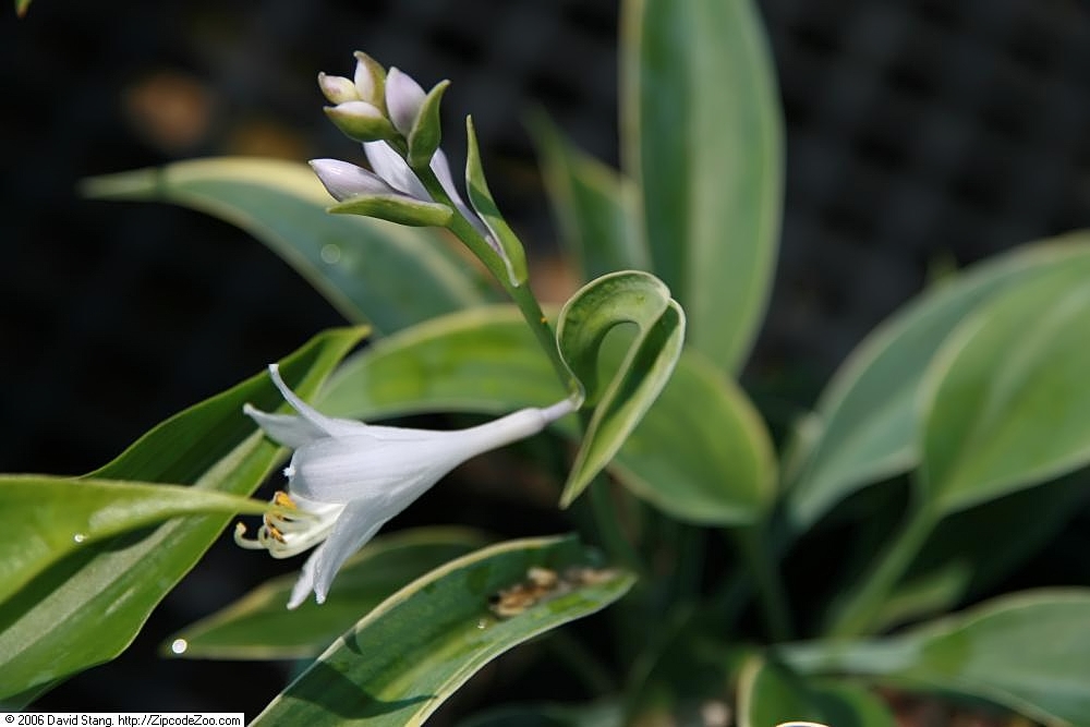 Photograph of Hosta 'Frosted Dimples'