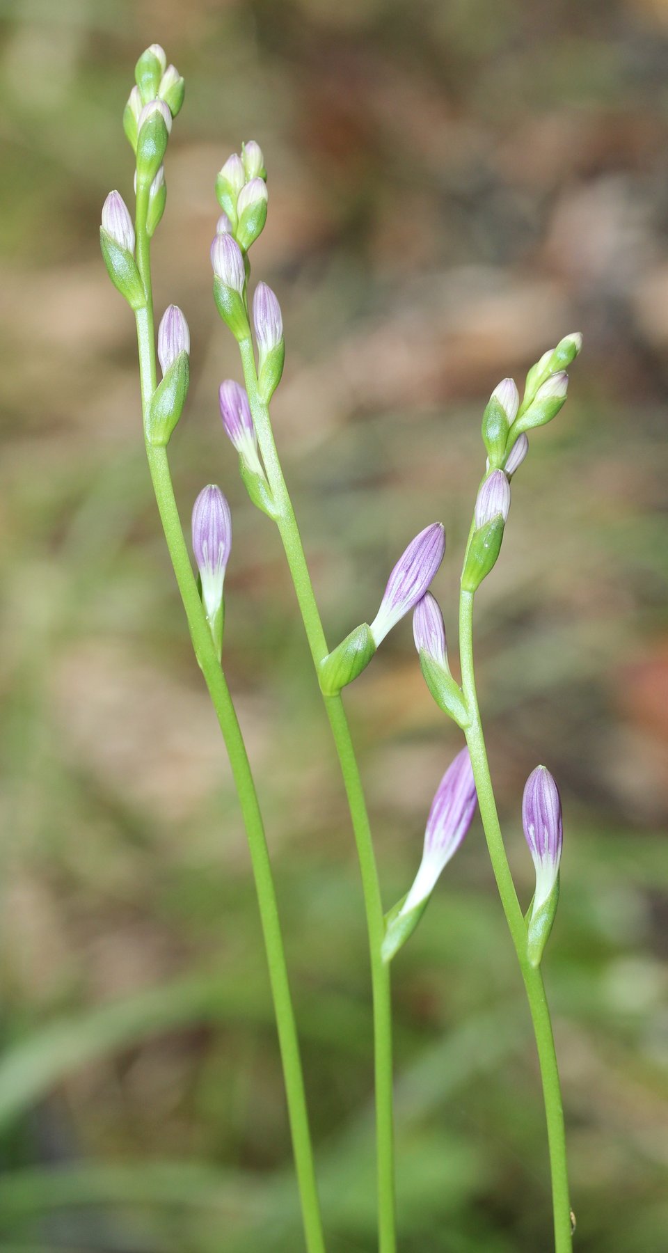 Photograph of Hosta 'G String'