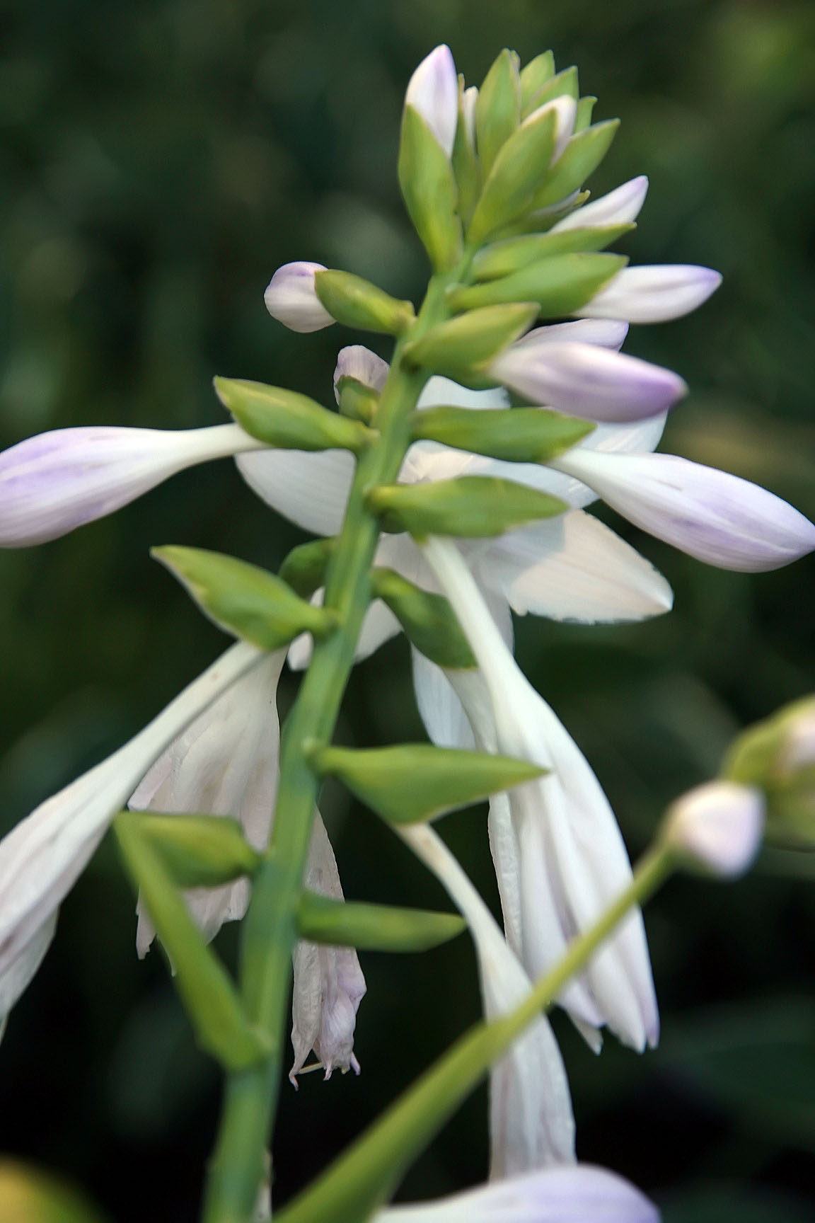 Hosta 'Garden Bouquet'