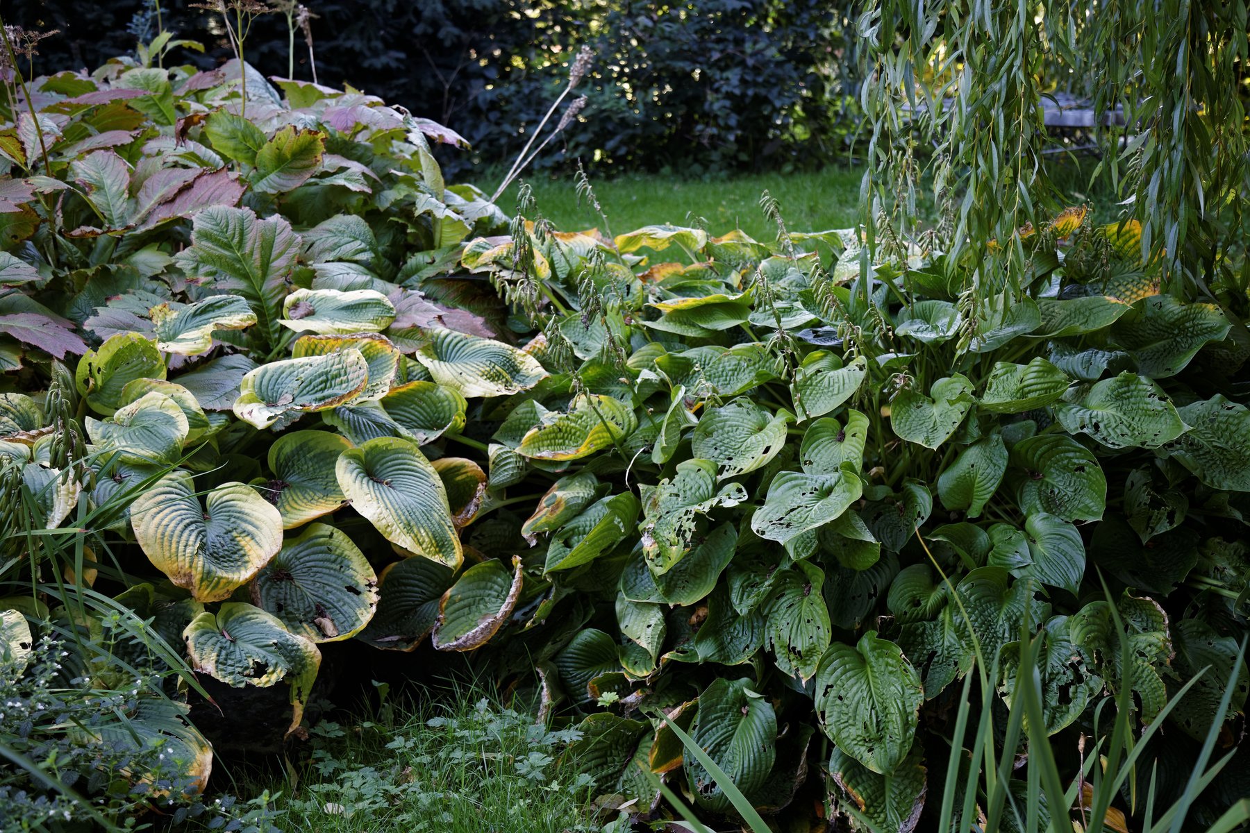 Hosta 'Garden Party'