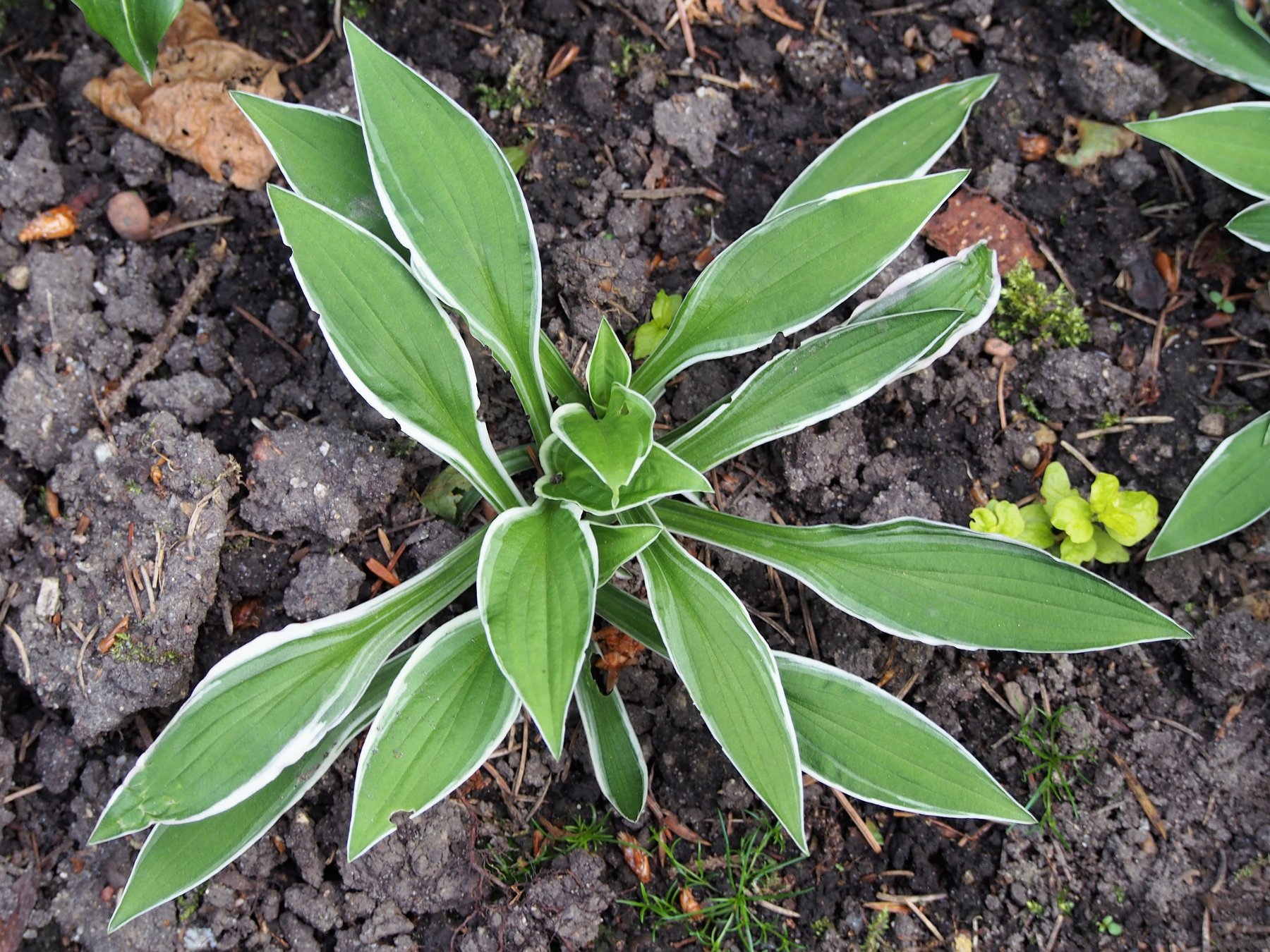 Hosta 'Ginko Craig'