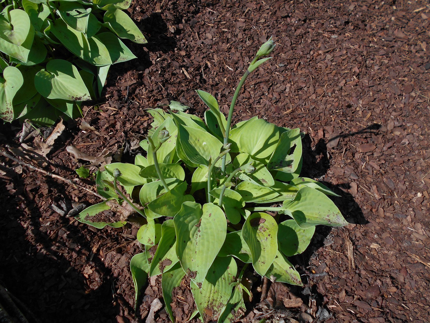 Hosta 'Gold Edger'