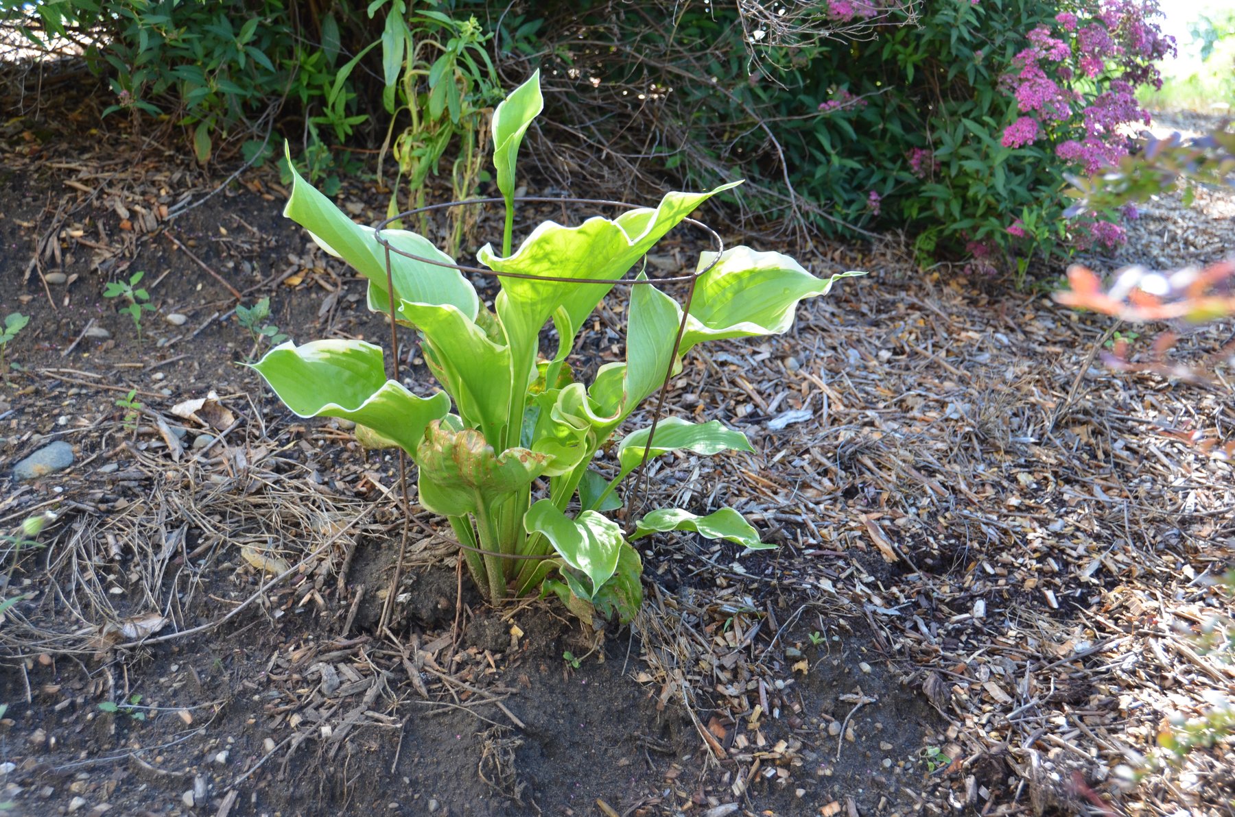 Photograph of Hosta 'Gold Leaf'