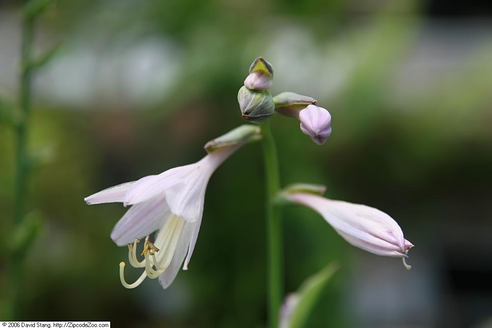 Hosta 'Gold River'