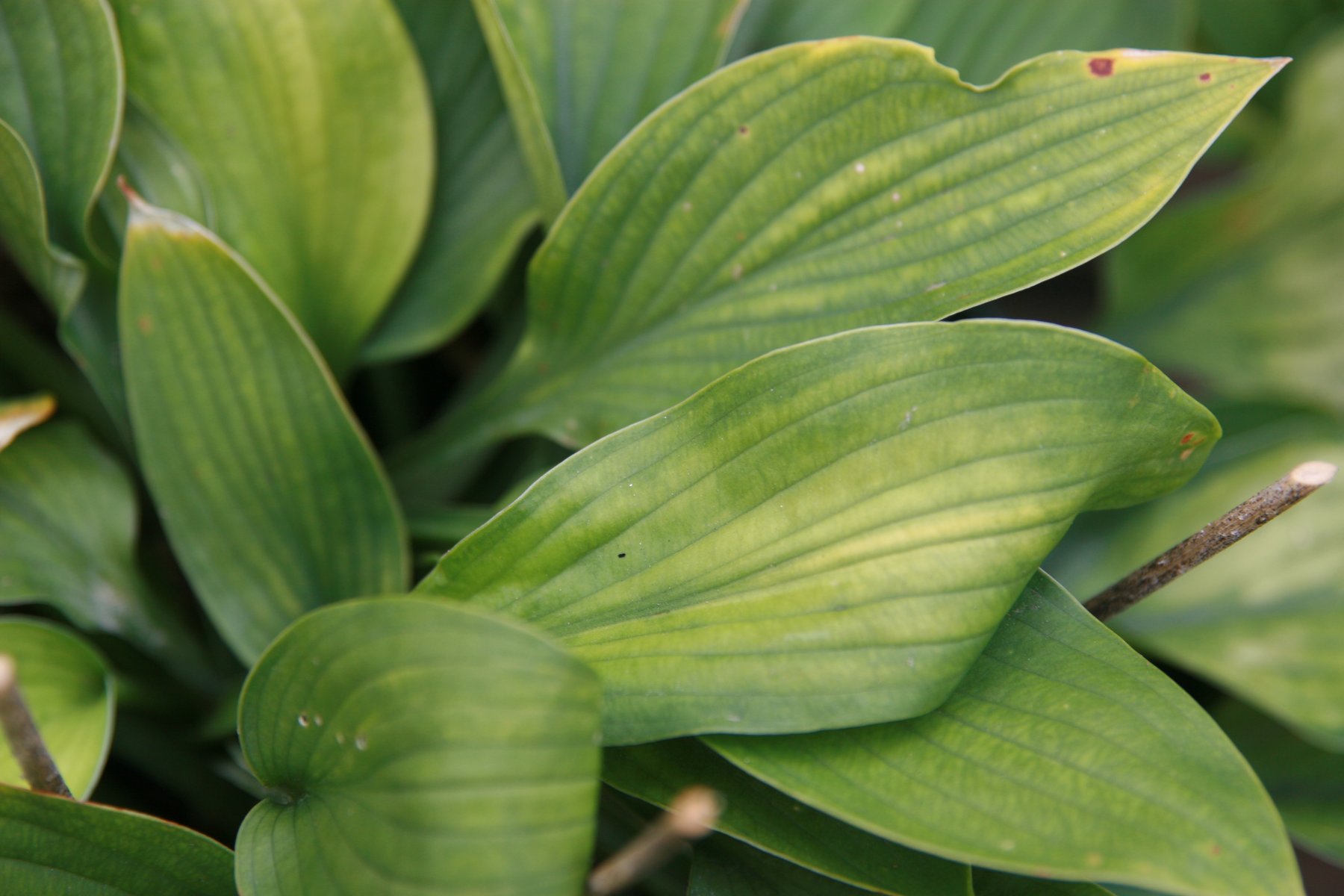 Hosta 'Gold Standard'