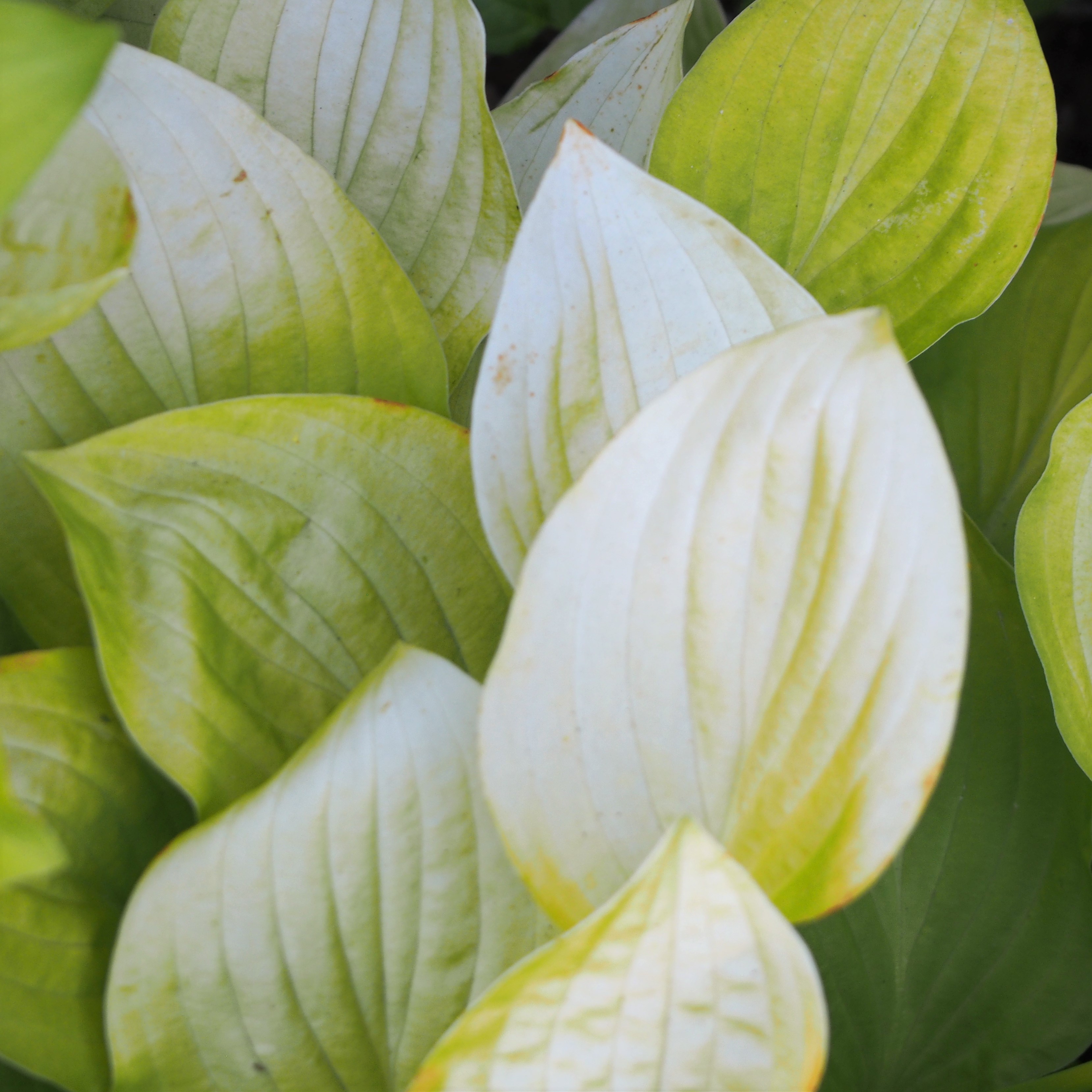 Hosta 'Golden Scepter'