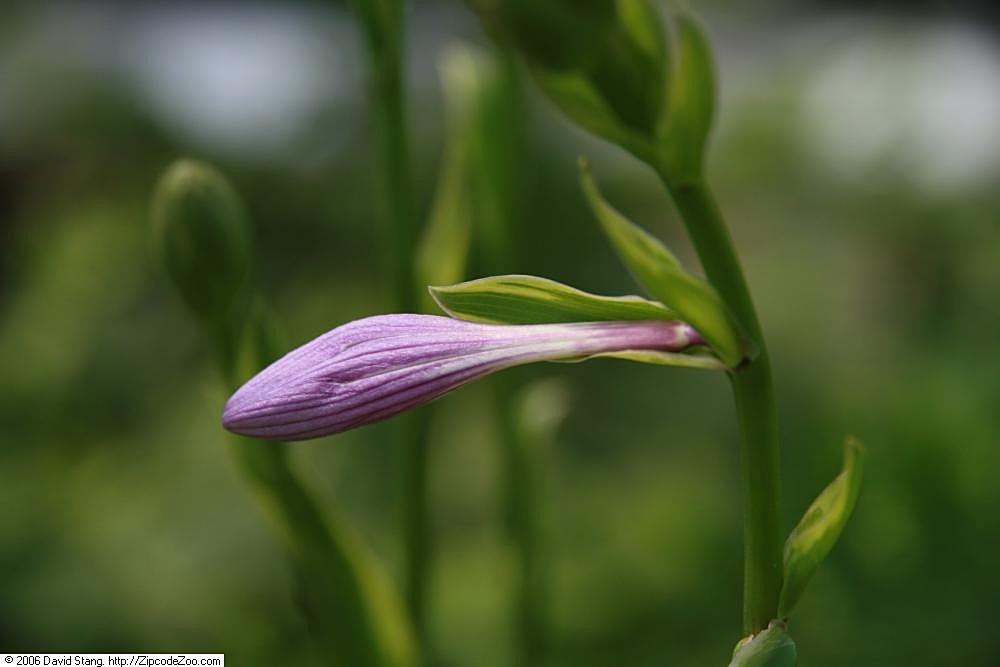Photograph of Hosta 'Golden Tiara'