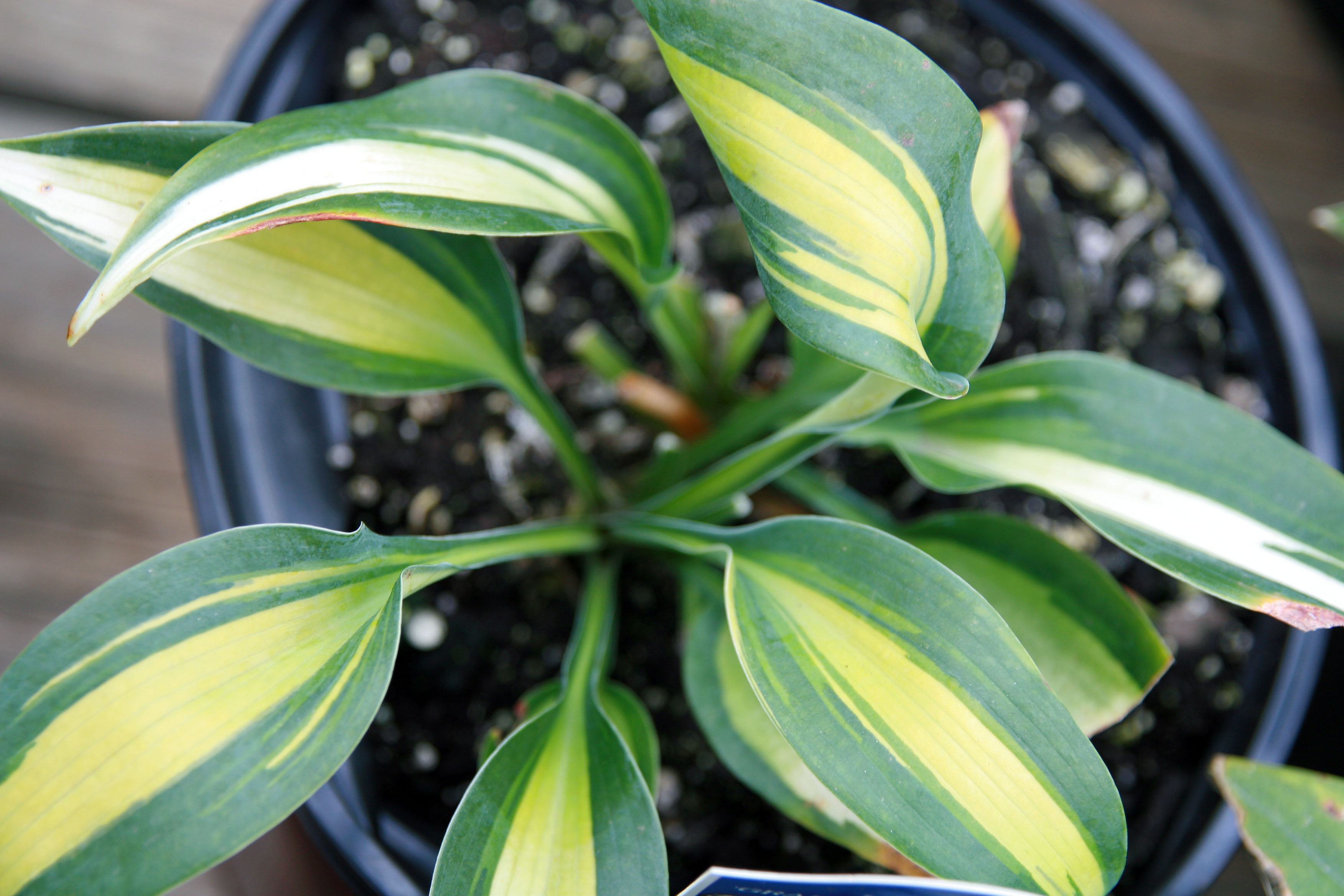 Photograph of Hosta 'Grand Marquee'