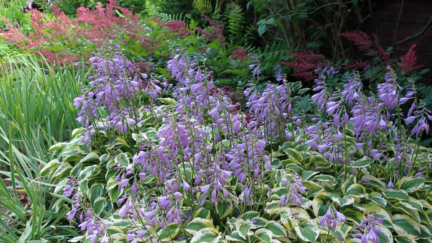 Photograph of Hosta 'Grand Prize'