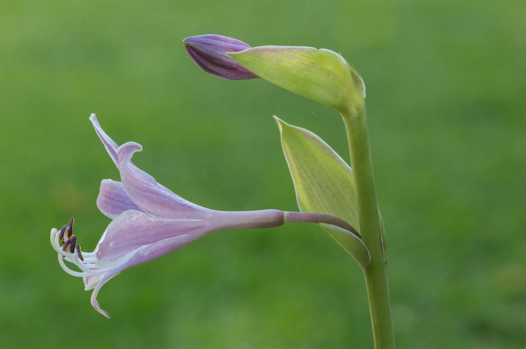 Photograph of Hosta 'Grand Slam'