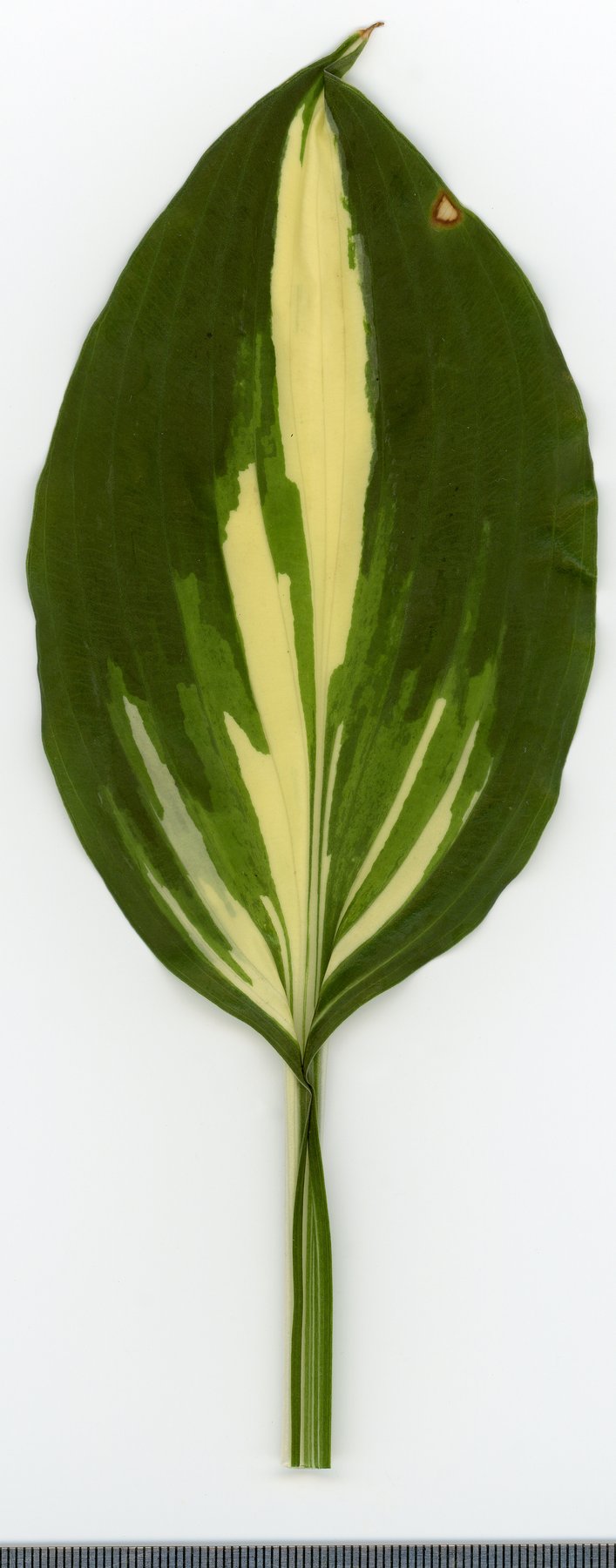 Photograph of Hosta 'Great Expectations'