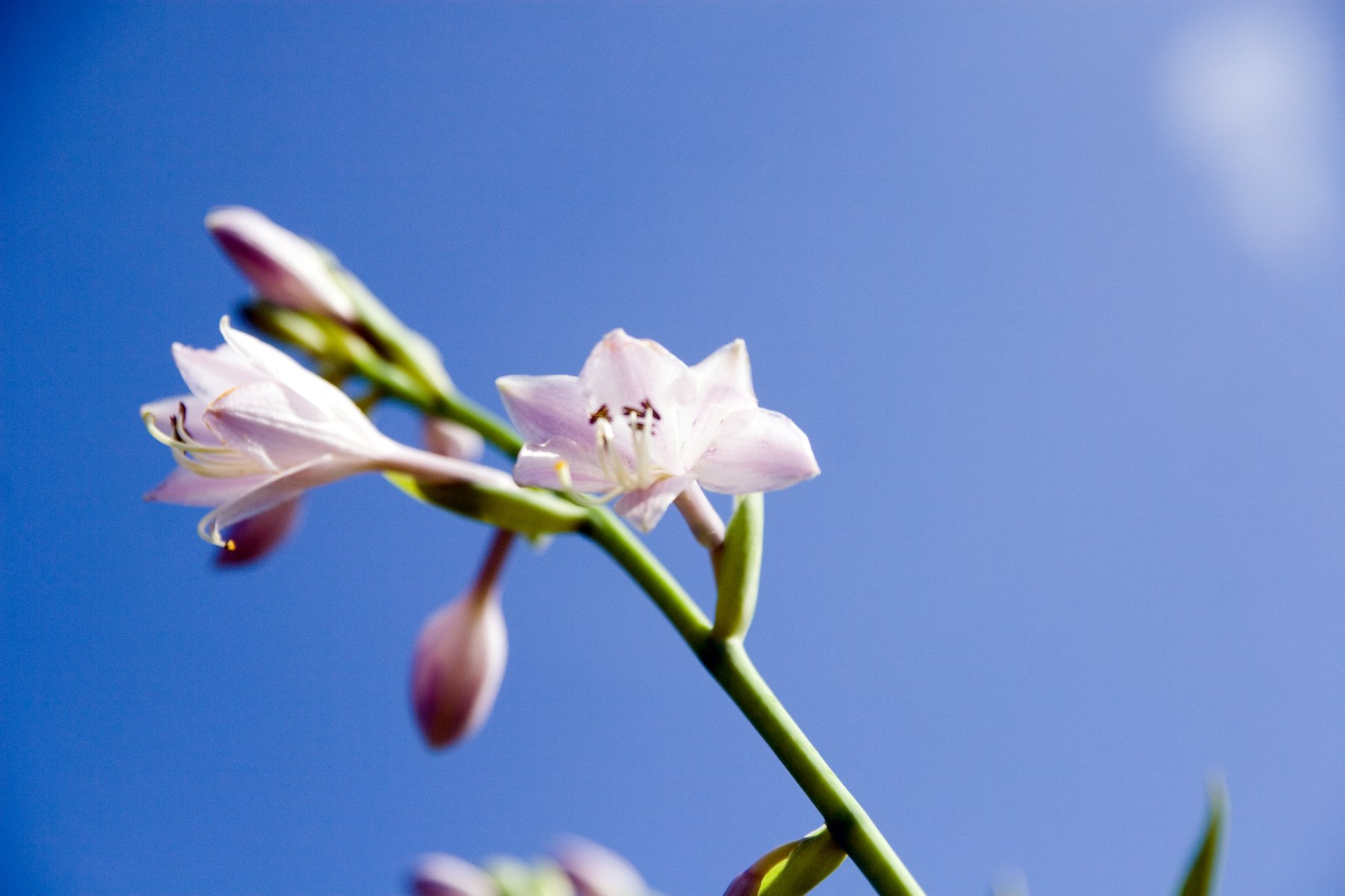 Photograph of Hosta 'Great Lakes'