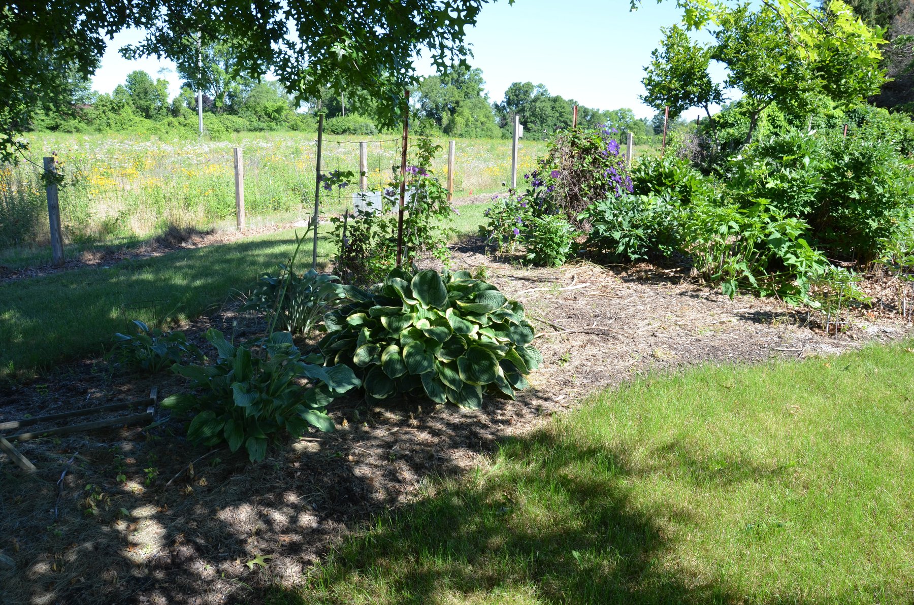 Photograph of Hosta 'Green Beatrice'