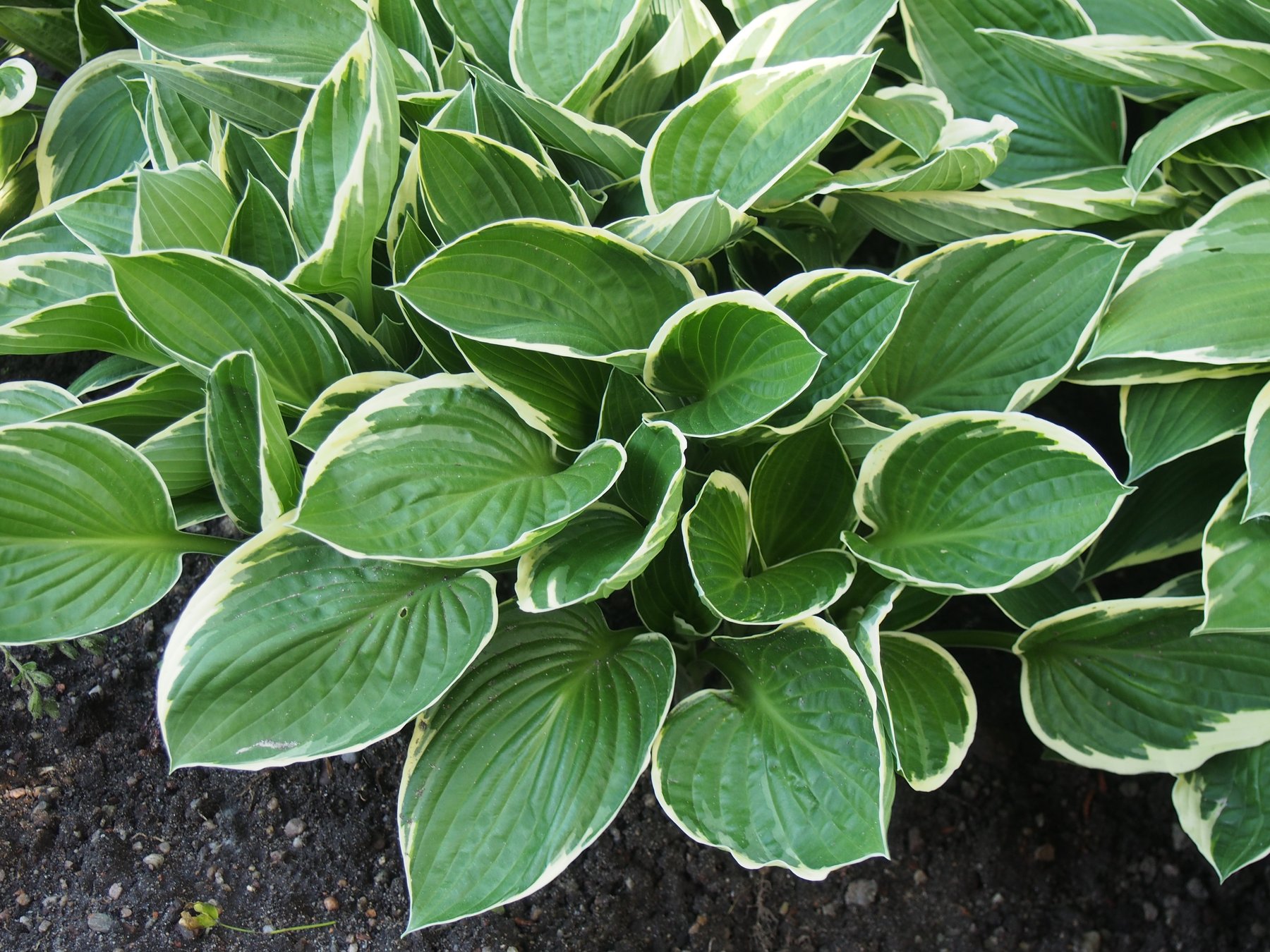 Photograph of Hosta 'Green Gold'